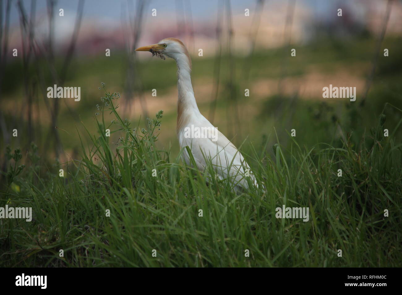 Un héron garde-boeufs (Bubulcus ibis) dans la ville de Portimao à la côte de l'Algarve au Portugal. Banque D'Images