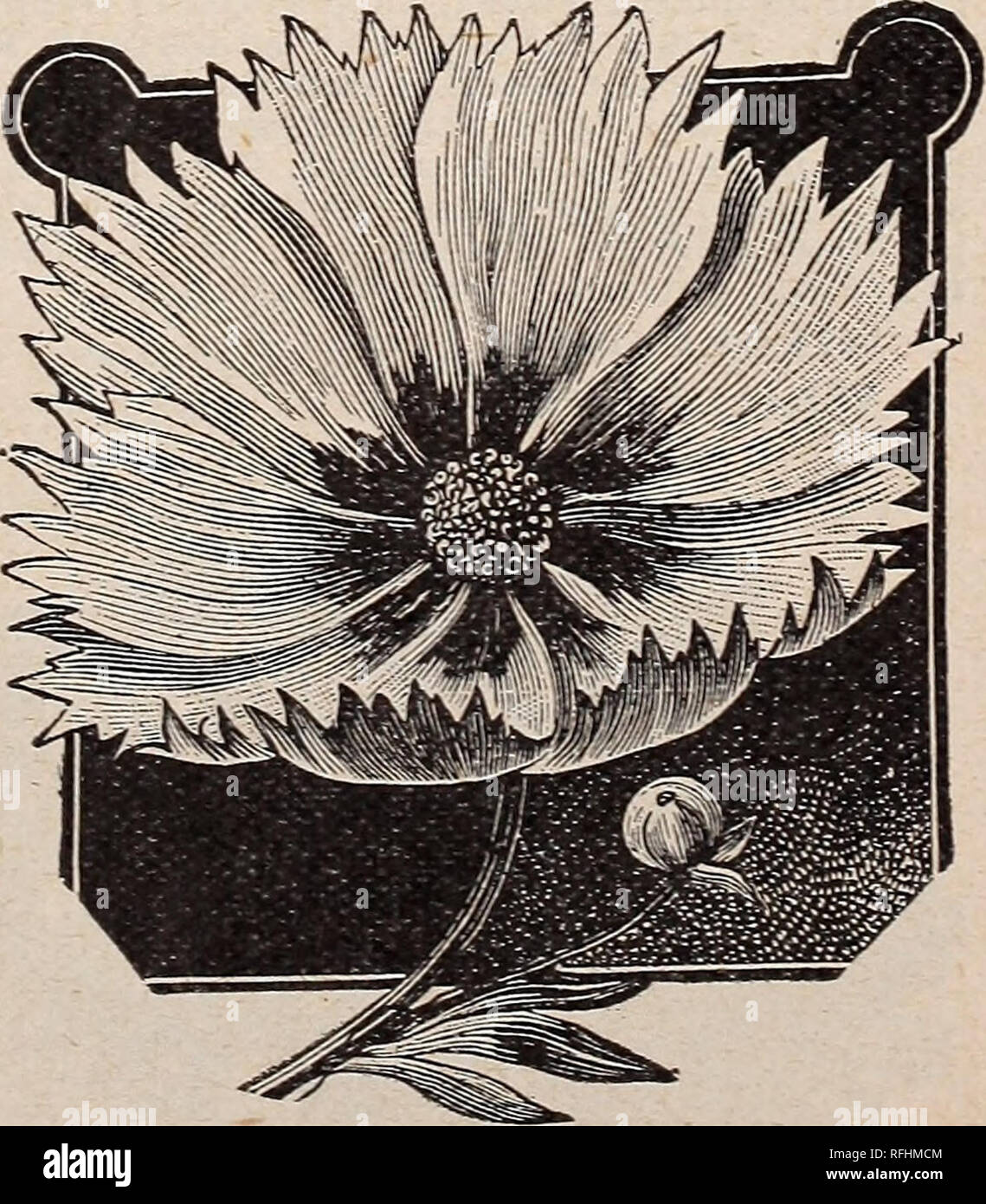 . Leonard's catalogue des maraîchers : saison 1900. Chicago Illinois pépinière ; catalogues de graines de fleurs, graines de légumes Catalogues Catalogues Catalogues ; instruments agricoles. Centaurea cyanus-fleur double. CALENDULA. Cela a été un favori pour de nombreuses années. Fleurit de juin jusqu'au gel. Si à l'automne en pot et placé dans une fenêtre ensoleillée, fleurit tout l'hiver. METEOR CALENDULA - Chambre Double, magnifiquement rayé. Le meilleur de l'ORIOLE Calendula connu ; de très grandes fleurs doubles : indescrib- sont en mesure, riche et rayonnante, dans les tons jaune doré brillant, beau}- gratuitement la floraison. Toutes les couleurs, mixte. C Banque D'Images