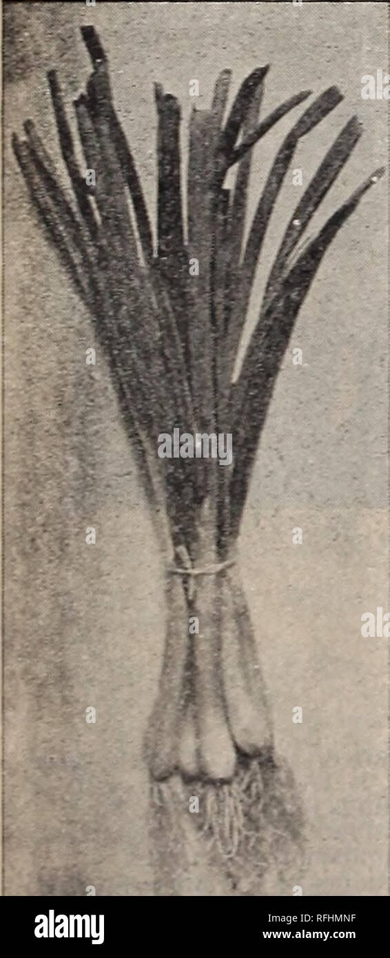 Landreth Philadelphie Graines Graines Cultivées Américain