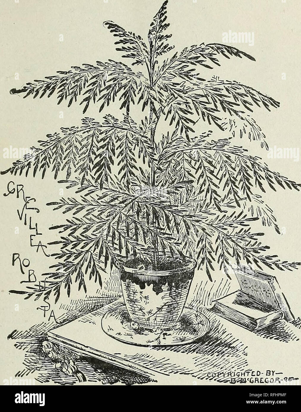 . La Ville Championne des serres. Pépinière Ohio Springfield catalogues ; plantes ornementales ; Roses, Catalogues Catalogues Catalogues ; fleurs ; bulbes (plantes) Catalogues. Ville Champion Serres, Springfield, Ohio. 3§ GREVILLEA A. ROBUSTE ARBRE À SOIE AUSTRALIENNE.. Une magnifique plante décorative, beaucoup plus rapidement que de plus en plus un Palm et très efficace, avec sa longue et retombante, feuillage soyeux coupé profondément à l'instar d'un grand croissant, Fougère, ou un pinnated feuilles de palme. Assurez-vous et essayez-le pour votre fenêtre. Il ne peut pas être ex- loculaire. 40 cents la douzaine : 3,00 $ par centaines. GENISTA CANARIENSIS. Fontaine de l'or. Cette belle plante Banque D'Images