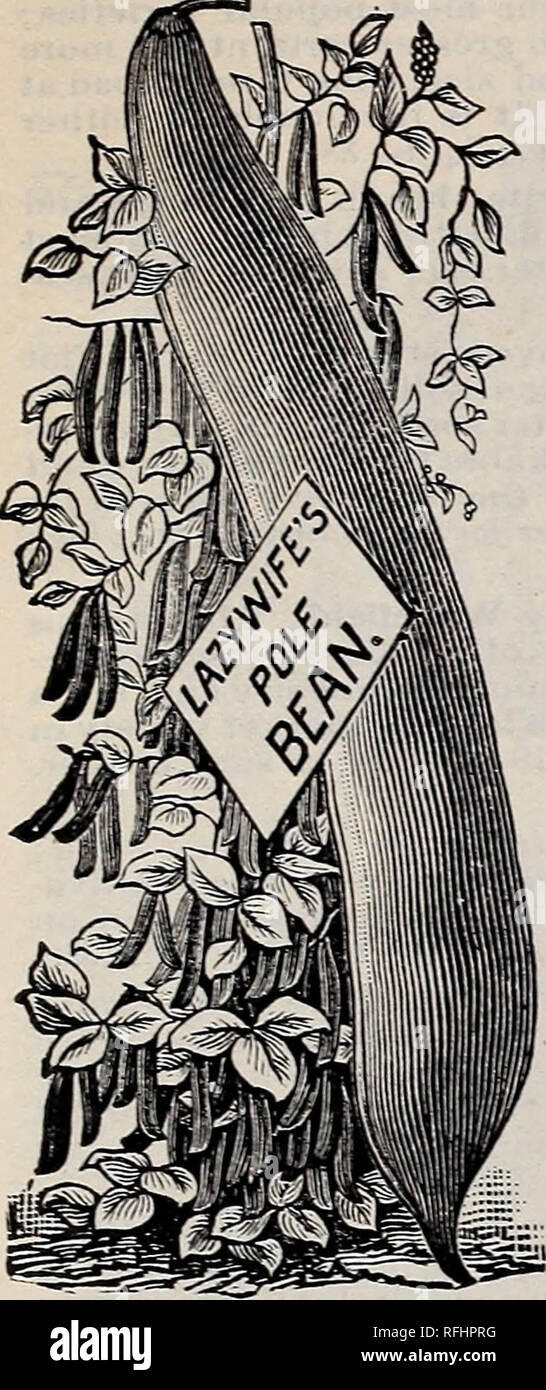 . Catalogue 1900 de jardin fiable et des semences agricoles. Pépinière en Pennsylvanie ; Catalogues Catalogues de graines de fleurs Graines de légumes, graines de fruits ; Catalogues Catalogues. QUAKER CITY SEED COMPANY, Philadelphie 3. BBA]KS-Suite Pt. Lazy épouses. Ainsi nommée en raison du grand nombre de cabosses qu'il offre, ce qui rend facile d'obtenir d'un ic afin d'approvisionnement du sud 25 prolifique. Pousse en grappes, et arrive à maturité en 60 jours à partir de la germination 20 cas néerlandais blanc Couteau. Une bonne variété précoce. Très productif et de grandes portions. 20 Haricots, Owarf, String-moins, cire, cire noire Pod, amélioration de l'Allemand prolifique. Très tôt ; gousses, ronde Banque D'Images