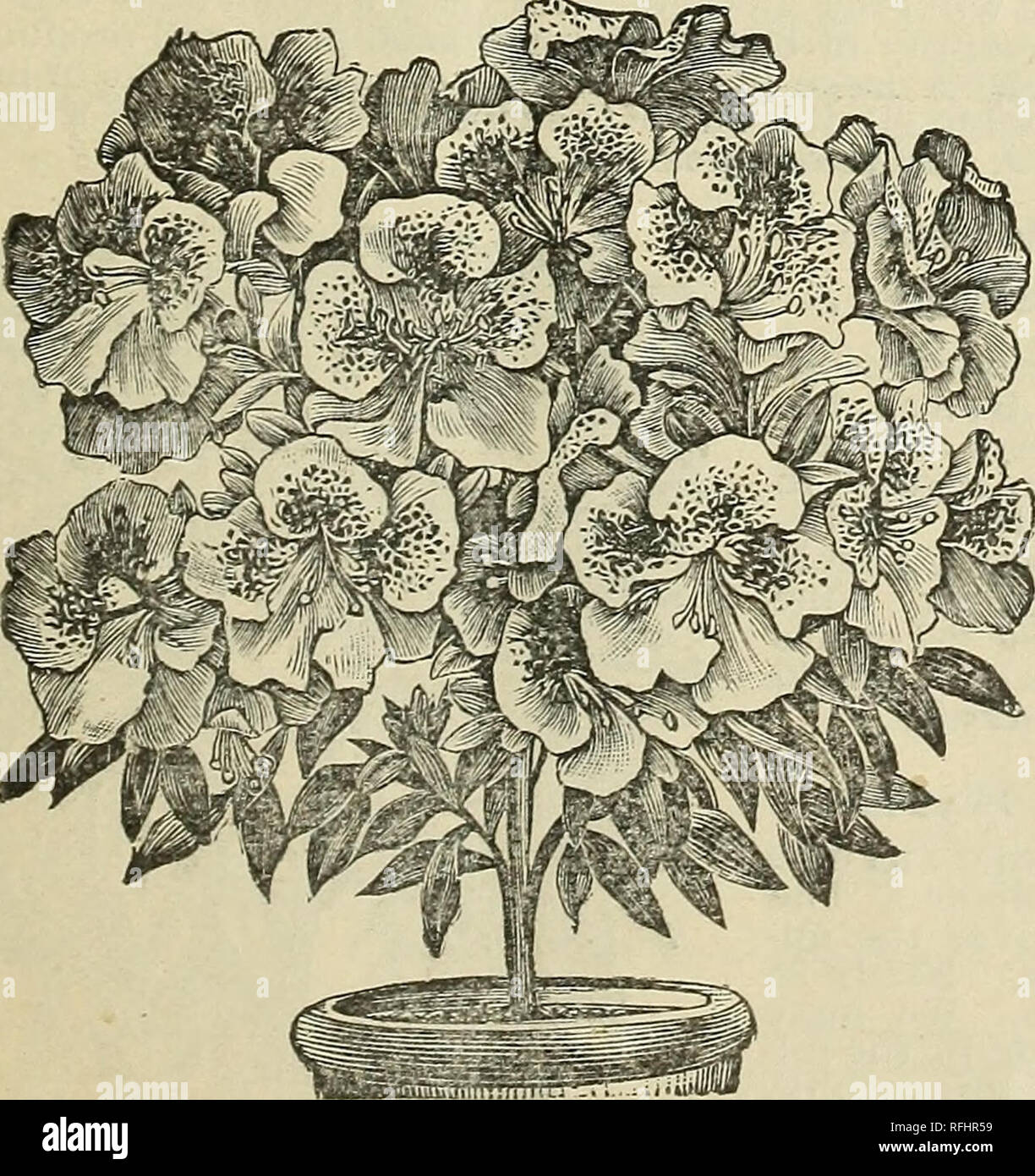 . Liste des semi-annuel. Pépinière Ohio Springfield ; Catalogues Catalogues Catalogues fleurs roses ; ampoules ; (plantes) ; les plantes ornementales, les Catalogues Catalogues. Nouveau double Anemone, "tourbillon." Cette belle Anémone japonaise a, depuis son introduction, s'est révélé un des meilleurs hardy automne plantes fleuries en croissant, produc- tion d'une hauteur de trois pieds, et vers le haut et en tiges raides des fleurs de deux et demi à trois pouces de diamètre, d'un blanc pur, et lourd, la texture cireuse. Un grand lit de cette vaut milles pour voir, et les grandes fleurs gracieuses, sont annulés unex pour couper. 50 Banque D'Images