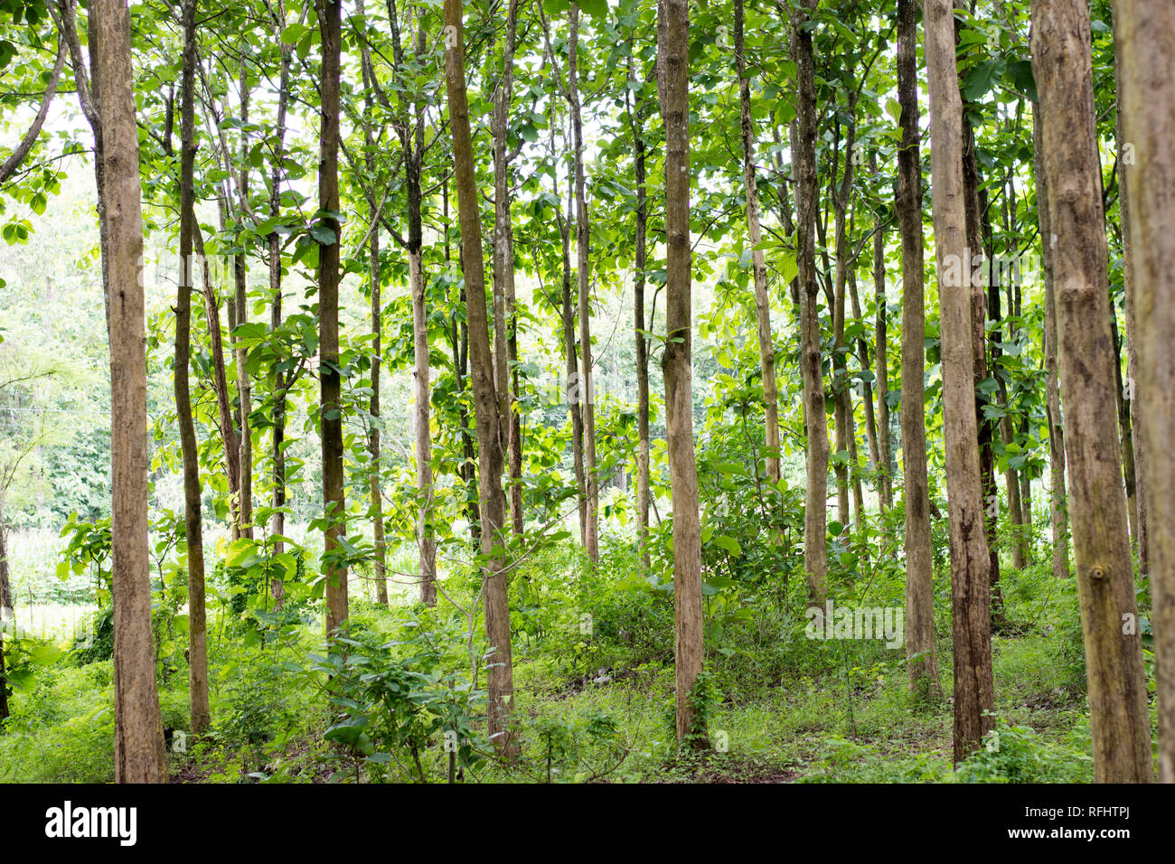 Le Teck est un arbre de bois dur tropical espèces placées dans la famille des plantes à fleurs Lamiaceae. Tectona grandis est une grande, deciduou Banque D'Images