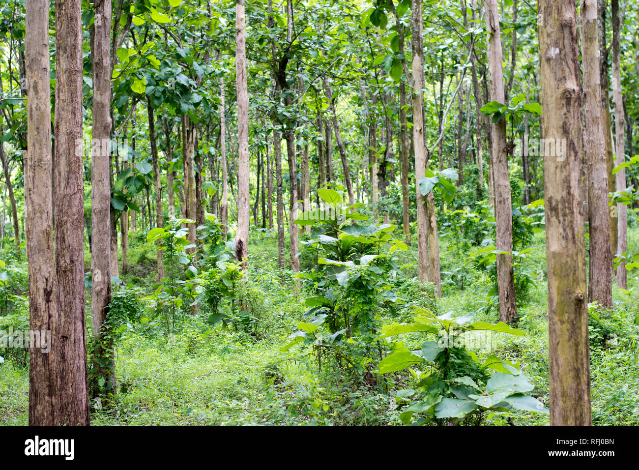 Le Teck est un arbre de bois dur tropical espèces placées dans la famille des plantes à fleurs