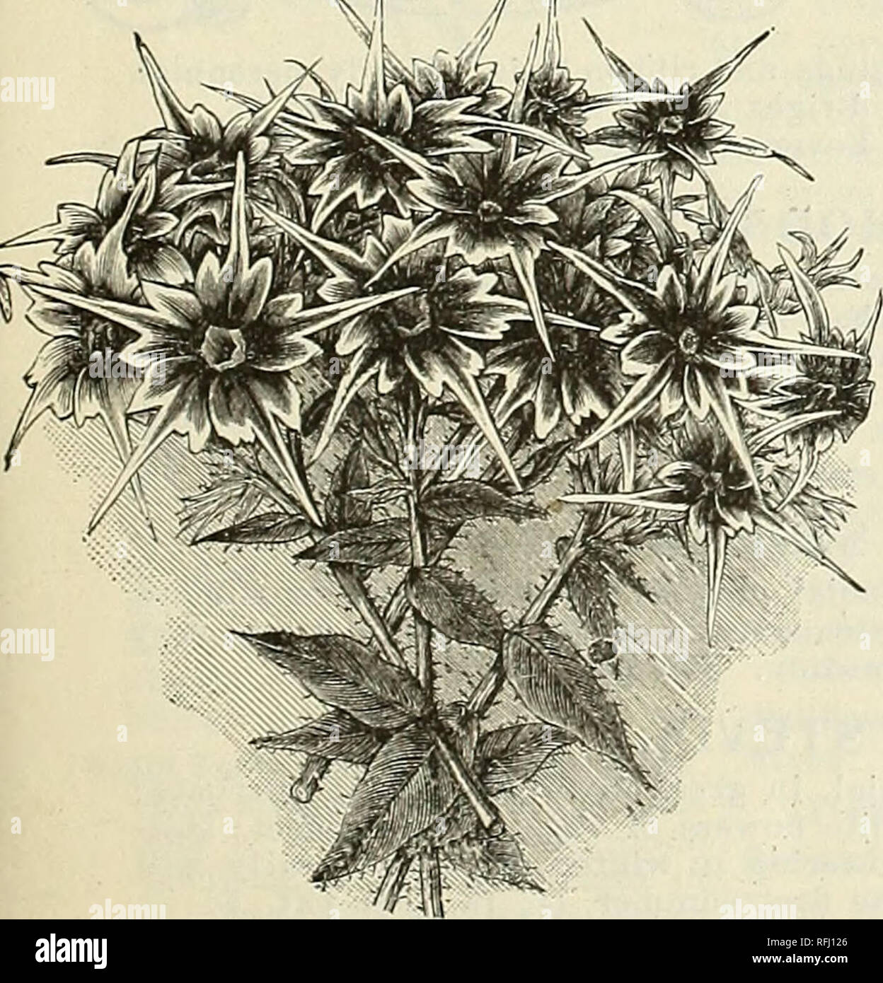 . Qualité élevée de légumes et de fleurs et de semences, 1899. Pépinière de l'État de New York (New York) ; Catalogues Catalogues de bulbes de fleurs (plantes) ; catalogues ; plantes ornementales ; catalogues, matériel et fournitures de jardinage Catalogues. PRIMULA. Les Chinois Primroses sont très bien pour l'hiver et au printemps, la floraison, et devrait être semé au printemps, comme ils germent ensuite librement, et les plantes de la ligne peut être eu pour l'hiver en fleurs. Les plantes vivaces,  % pieds. Sinensis fimbriata . Violet Lilas bleu par Bose pkt. $0 25 25 25 25 25 Red par pkt.$025 10 Obconica mixte ". (Jamais en fleurs fleurs de Primevère) pâle lilas, continuo Banque D'Images
