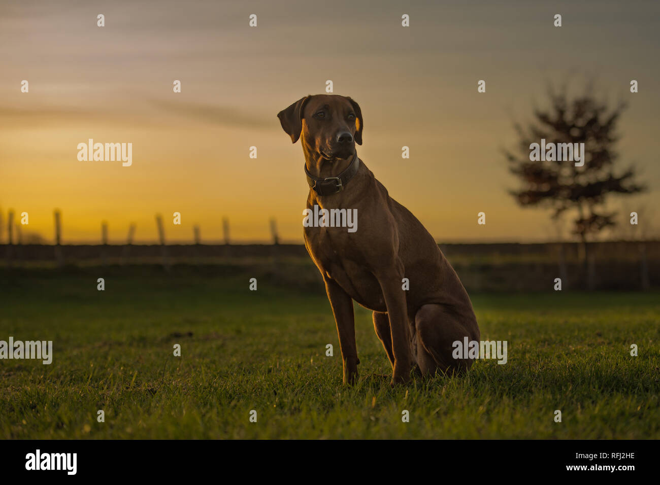 Belle Rhodesian Ridheback hound est assis dans le coucher du soleil et est à l'avant direction soleil Banque D'Images