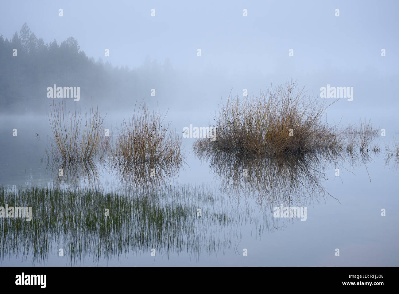 Herbes, Harle couronné, et brume matinale sur le lac au réservoir, des Prairies Grue forestière nationale de Deschutes, Centre de l'Oregon. Banque D'Images