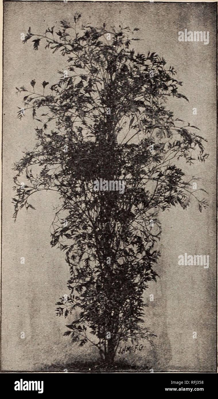 Catalogue Annuel 1900 Plantes Indigènes Et Exotiques D