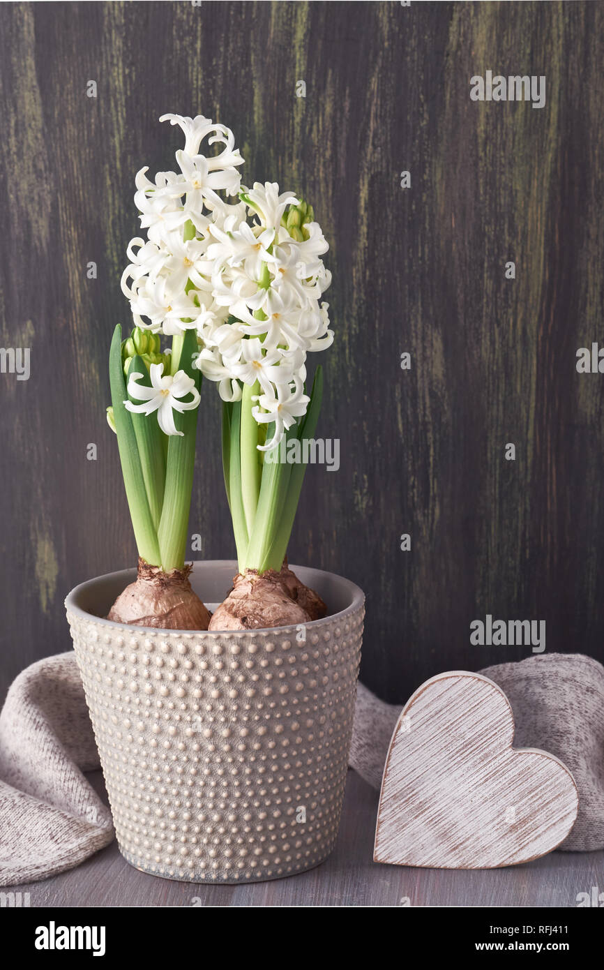 Jacinthe blanche fleurs en pot gris, écharpe en laine et en bois coeur sur  fond texturé noir Photo Stock - Alamy