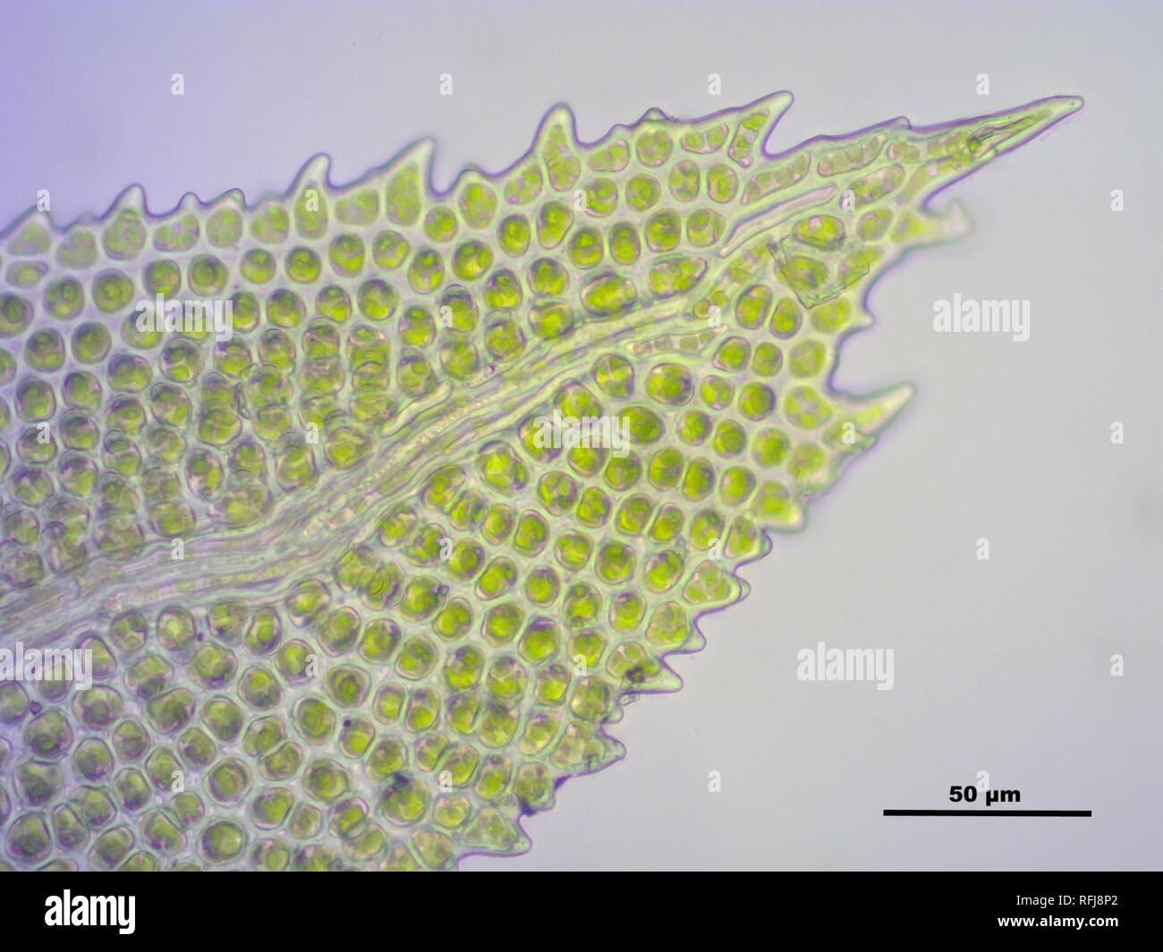 Aulacomnium androgynum) 145322-481416 (a, 4050. Banque D'Images