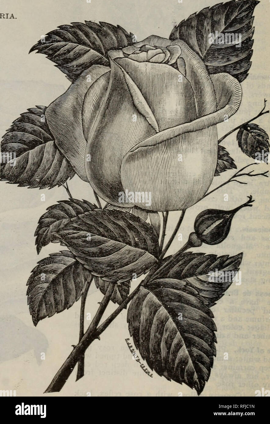 Printemps 1899 Les Catalogues De Lohio De Pépinière