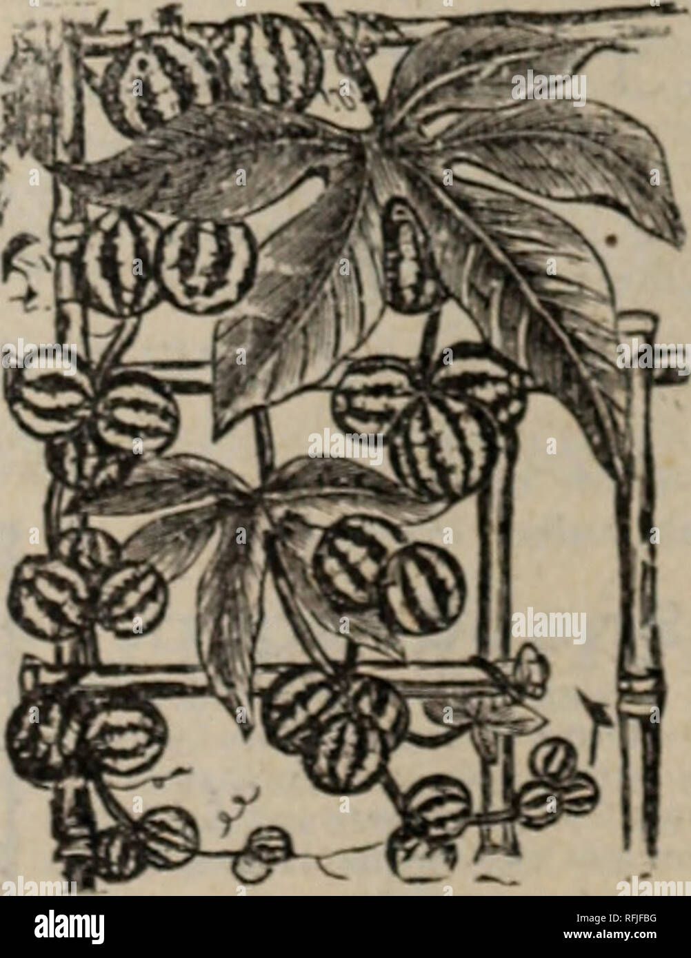 . De belles fleurs de la Calla Serres, Calla, O., 1899. Pépinières (Horticulture) ; catalogues de l'Ohio Ohio pépinière ; Catalogues Catalogues fleurs ; plantes Catalogues. AMA HA NTH NOUS. BALLOON VINE. Une croissance rapide, beau, avec un grimpeur capsula membraneuses gonflés de qui je : tire son nom. Certains- tunes appelée "Amour dans un nuage."3 cts. pkt. BEOOMAS tubéreuse. Les bégonias tubéreux enracinées sont parmi les plus beaux d'Qursummer bulbes en fleurs. Très populaire et facile, cultivés librement en fleurs la première saison à partir de semences. Sou la semence dans la boîte ou pot en mars : couvrir avec du verre, et conserver dans un w Banque D'Images
