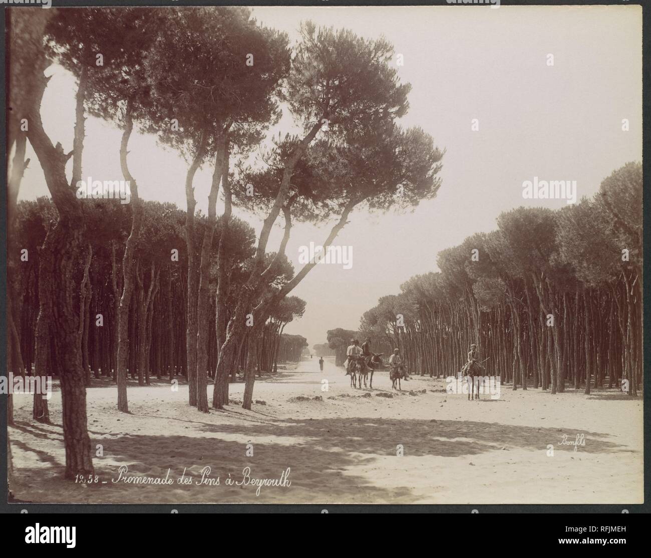 Promenade des Pins à Beyrouth. Artiste : Félix Bonfils (Français, 1831-1885). Date : ca. 1870. Musée : Metropolitan Museum of Art, New York, USA. Banque D'Images