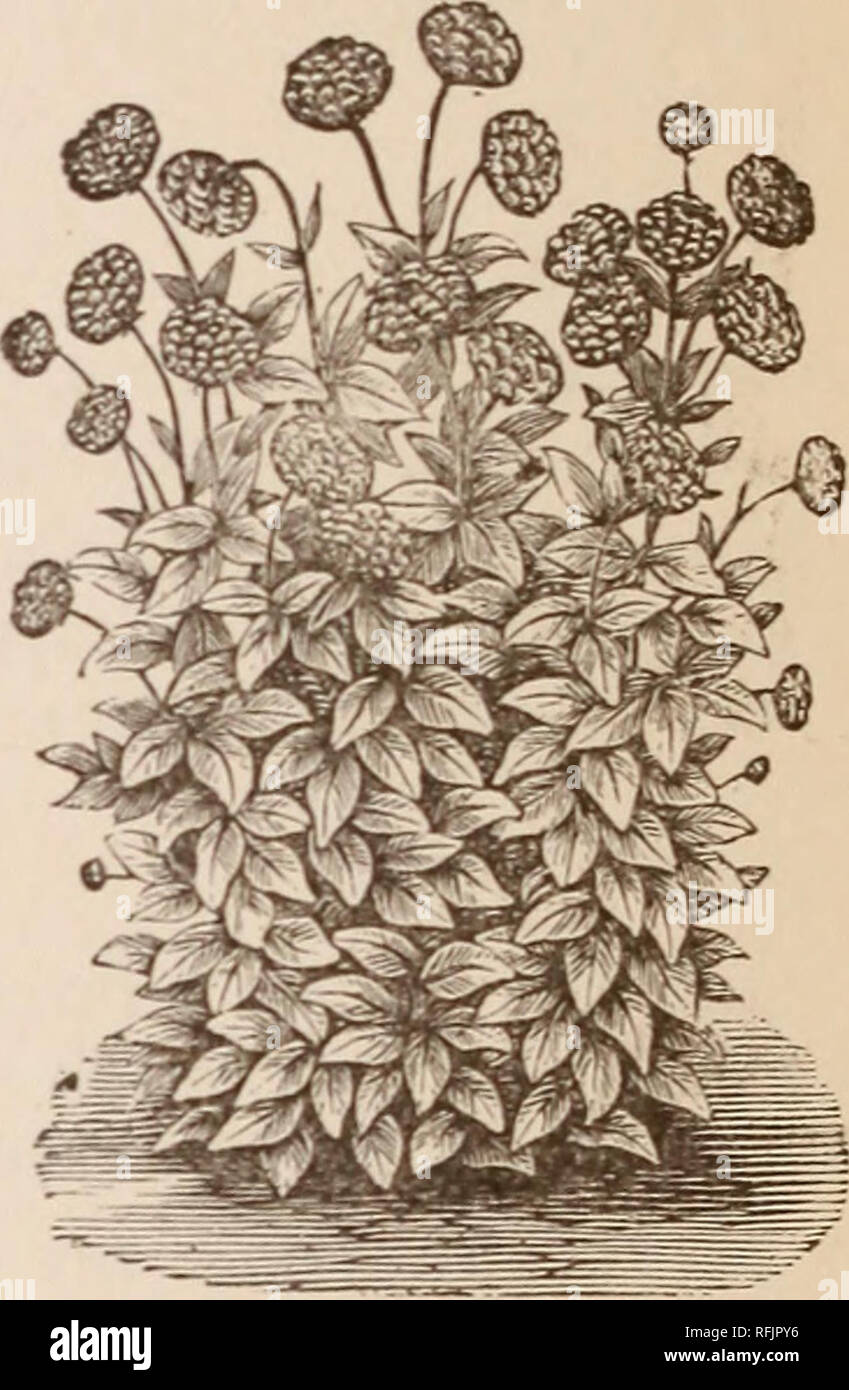 . A.B. Austin's catalogue des arbres fruitiers et ornementaux, arbustes et plantes. Pépinières (Horticulture) Illinois Downers Grove catalogues ; plantes ornementales, les arbres fruitiers ; Catalogues Catalogues Catalogues semis ; les fruits des Plants des Arbres ; catalogues ; catalogues d'arbustes. 24 A. R. AUSTIN'S CATALOGUE D'DIACENTRA. Diacentraov Dielytrd Eximia-Rose-couleurs, feuillage fougères et fleurs, comme tous les été précieux ; 5° cents chacun. Diacentra spectabilis (Le Cœur), un beau, curieusement formé, rosy fleur cramoisie, avec blanc et bleu teinté d'étamines saillantes, l'une des plus belles plantes de la frontière, est assez hardy 4° c. chaque D Banque D'Images