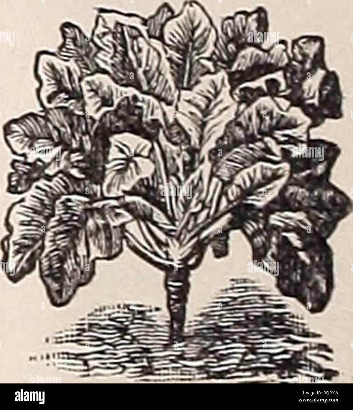 . Légumes, de fleurs &AMP ; les semences agricoles : printemps 1899. Pépinière de l'État de New York (New York) ; Catalogues Catalogues de semences de légumes, graines de fleurs catalogues ; Matériel et fournitures de jardinage Catalogues. CTJF.LED CERFEUIL. ou Fetticus Ackersalat- Allemand, Français, MacJie-..-espagnol, moka Valerianilla une once sèmera 150 pieds de forage. Cette excellente salade peut être eu le long de l'année. Semez en septembre, à huit pouces exercices aoart. couvrant les graines légèrement et protee ? Du gel par une lumière couvrant le foin ou la litière. Les semences peuvent aussi être semées au printemps. Grosses graines. Divers Les plus populaires gr Banque D'Images