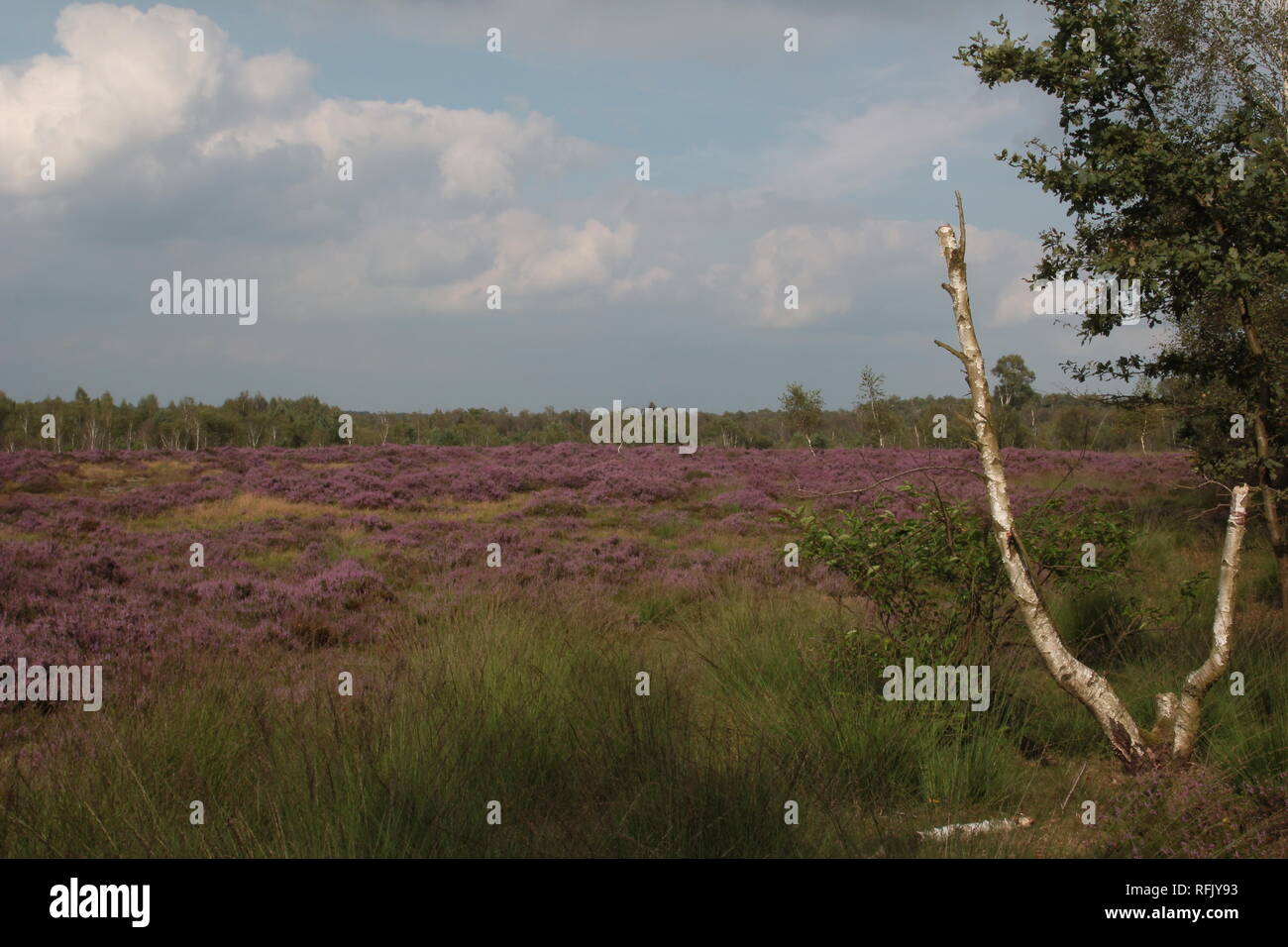 Heather dans fleur pleine à l'Gildehauser Venn, d''un bog, au nord-ouest de l'Allemagne. Banque D'Images