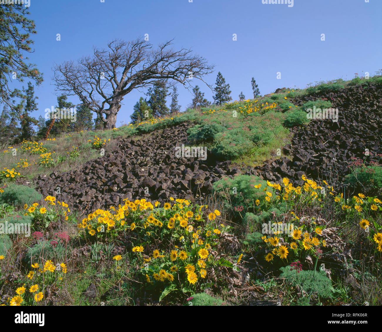 USA, New York, Columbia River Gorge National Scenic Area, deltoïdes fleurit sous Oregon white oak et de pins le long des roches volcaniques. Banque D'Images