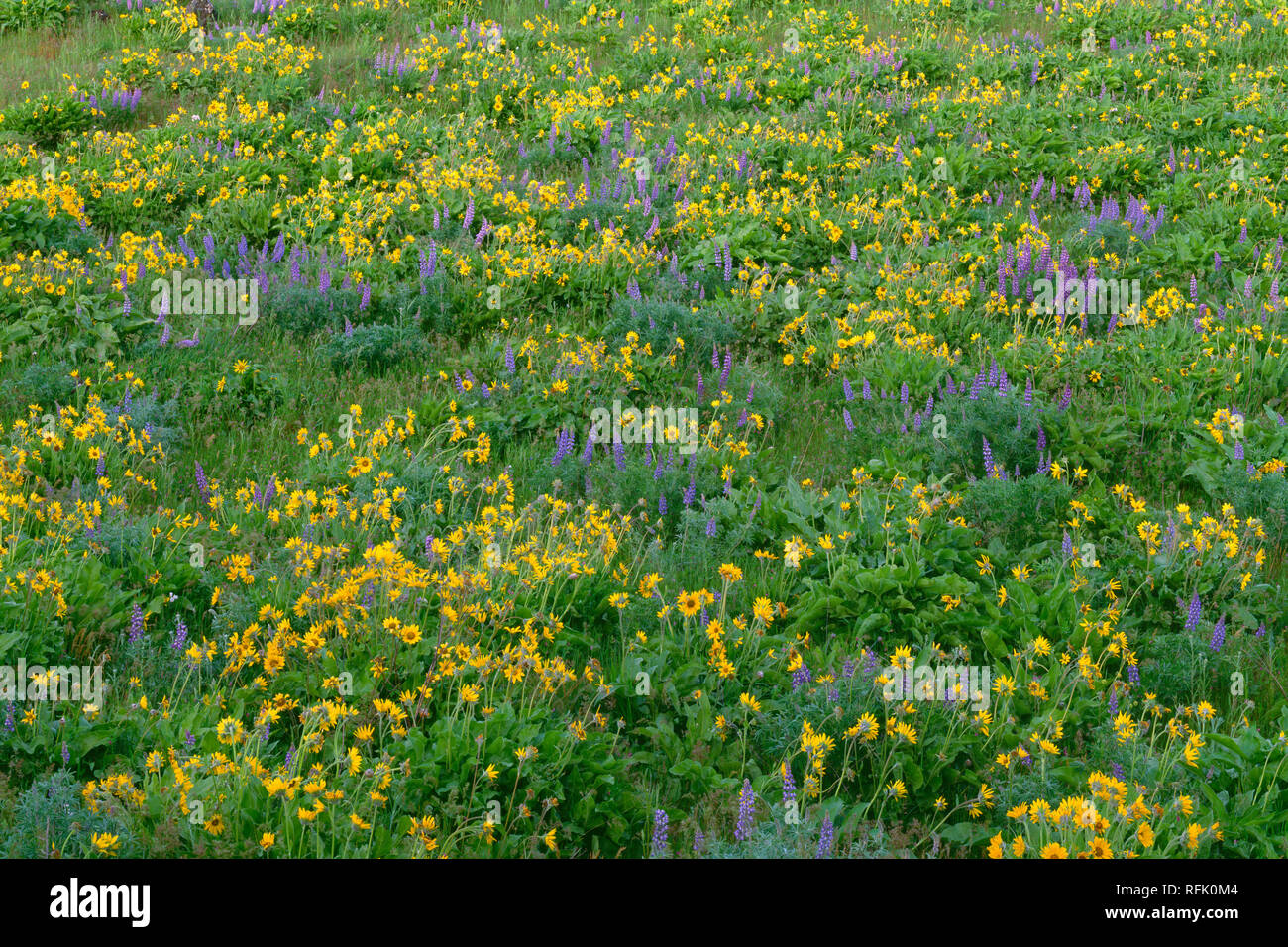 USA, New York, Columbia River Gorge National Scenic Area, floraison printanière de Northwest deltoïdes et lupin à feuilles larges à Tom McCall préserver. Banque D'Images