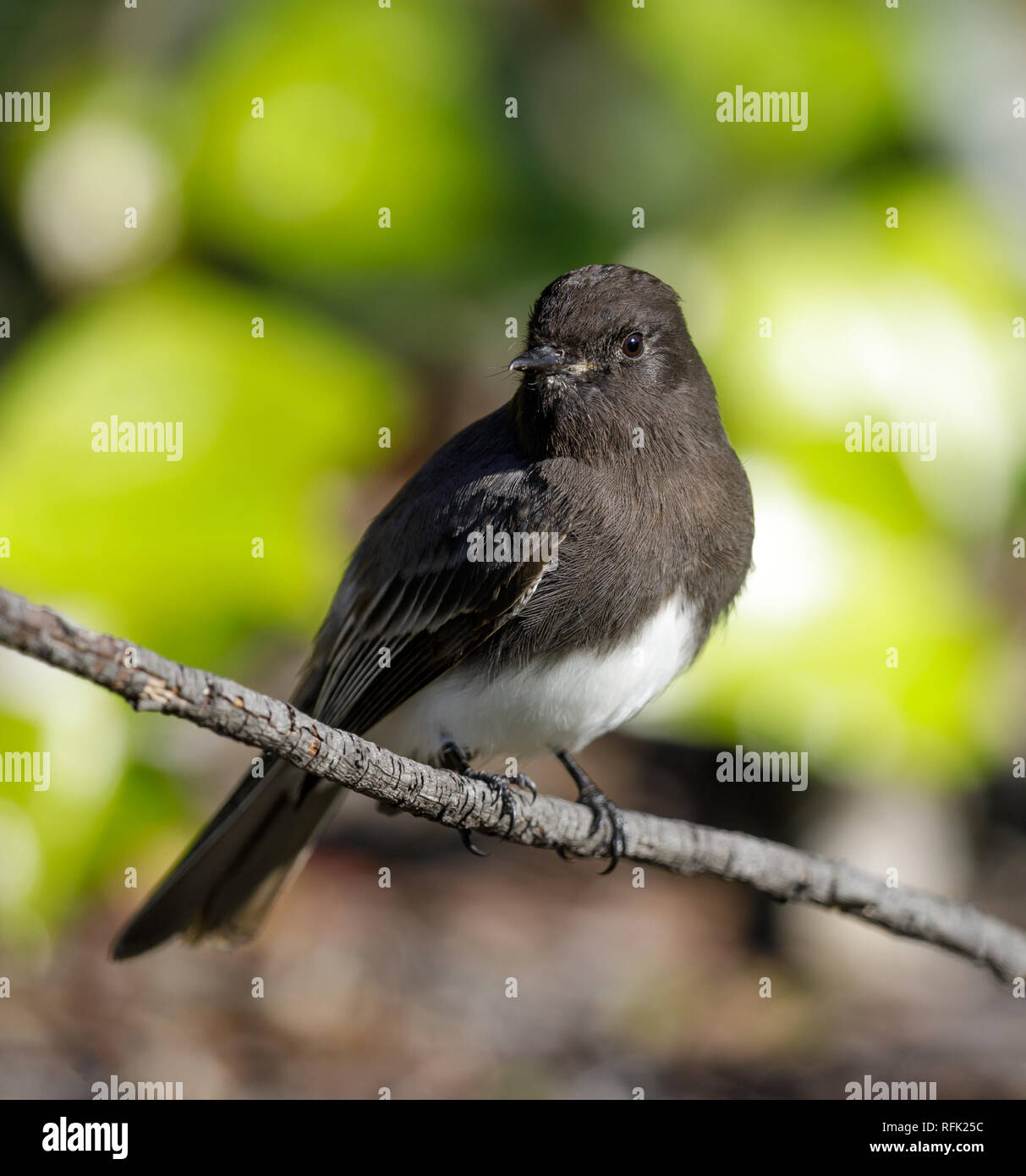 (Phoebe noir à ailes blanches), Adulte. Banque D'Images