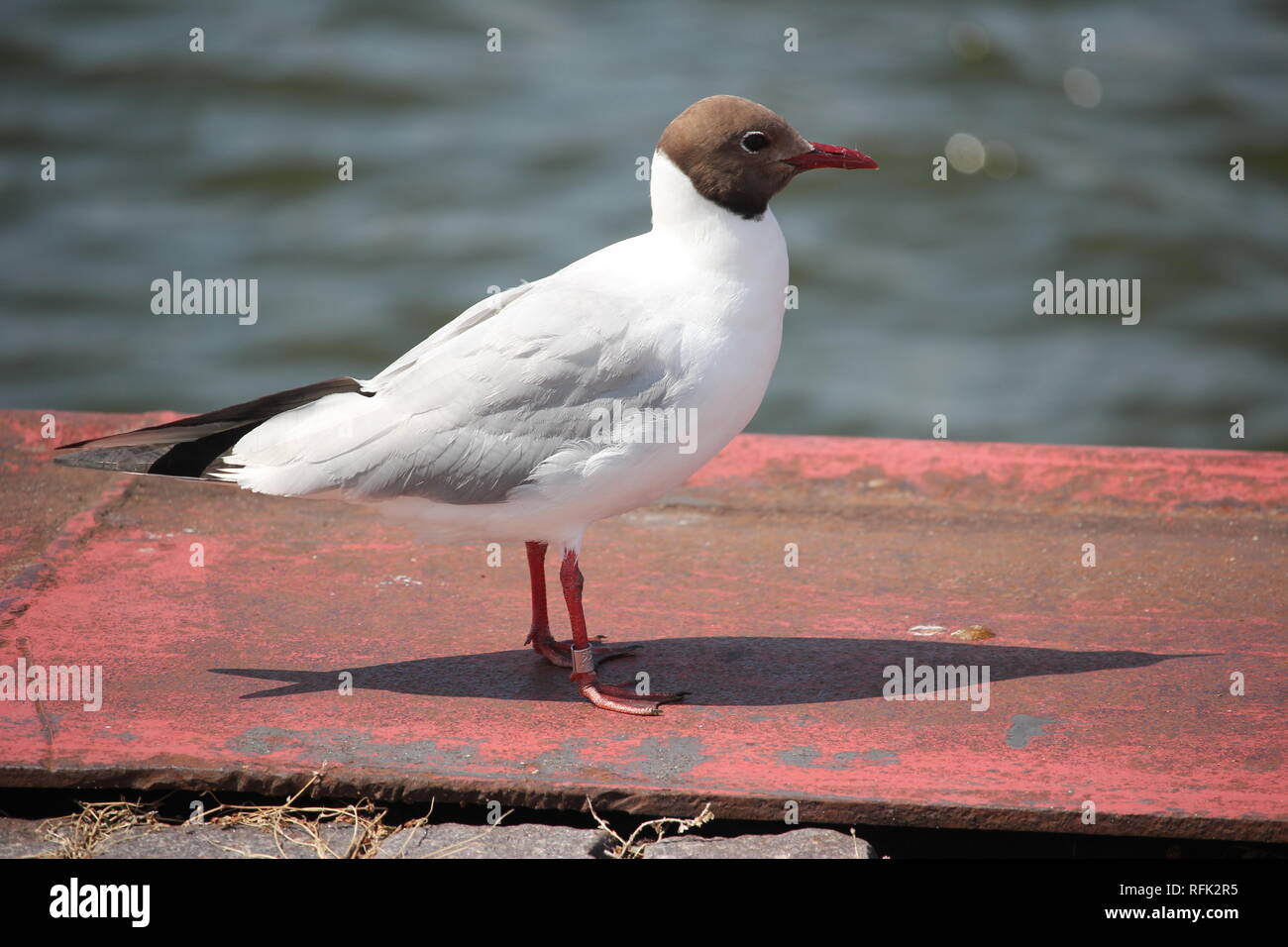 À tête noire adultes-Gull (Larus ridibundus) dans la zone portuaire de Ribnitz-Damgarten à la côte de la mer Baltique de l'Allemagne. Banque D'Images