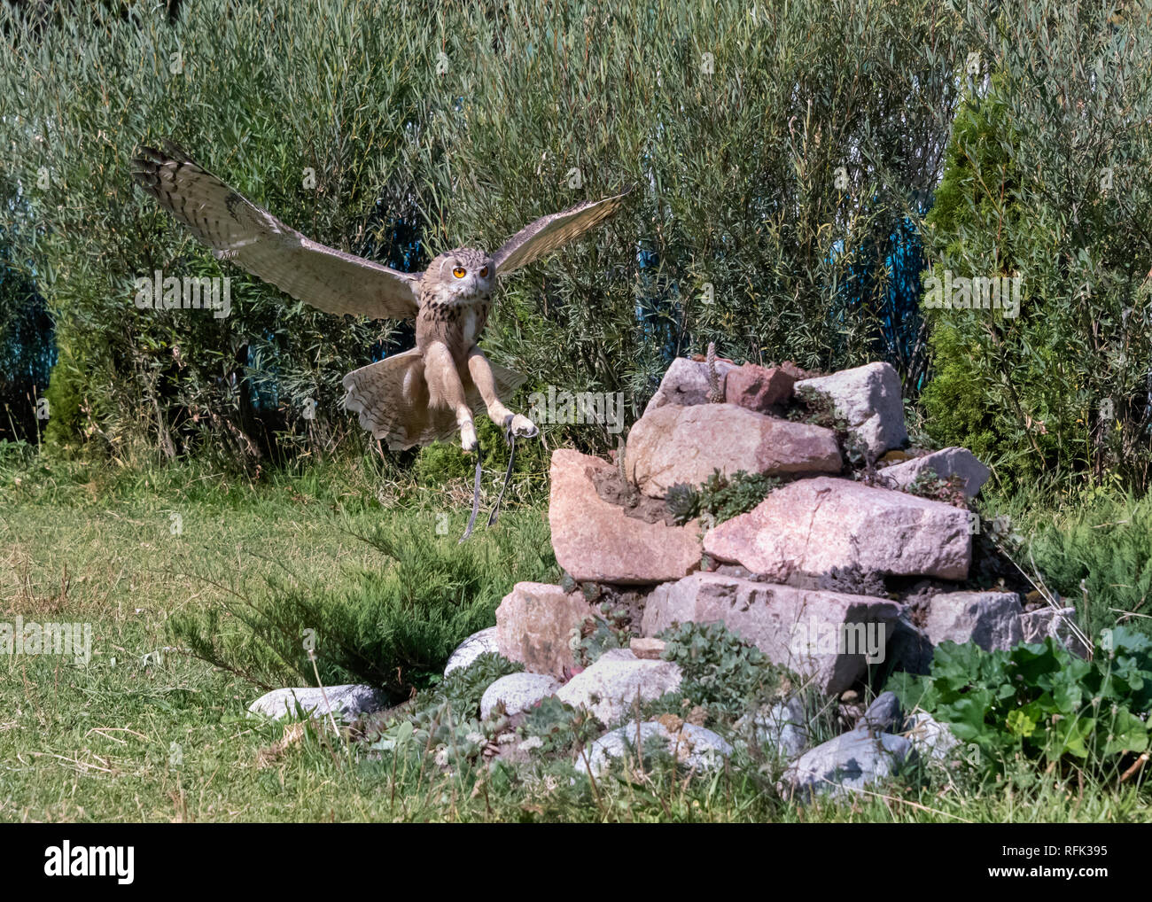 Grand captif owl (Bubo bubo) battant, Sunkar Centre Falcon, Almaty, Kazakhstan Banque D'Images