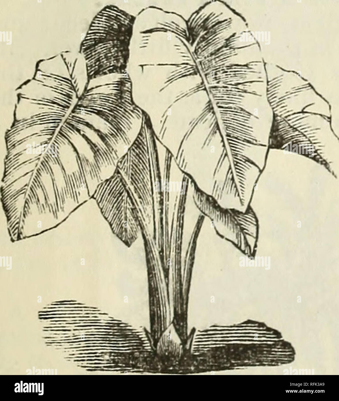 . Catalogue de semences 1899 Annuel. Pépinière de Dayton Ohio ; Catalogues Catalogues ; Graines de légumes graines de fleurs Plantes ornementales ; catalogues, catalogues. DAYTON, Ohio. 35 AMARYLLIS. Belladonna Major. de hauteur des pointes, compte six à dix fleurs parfumées de rose. Très fine. 15c, 3 pour 40c. Ampoules de mammouth, 75c. Equestre.-larges pétales d'une couleur écarlate, la gorge blanche neige. Nous recommandons cette comme l'un des meilleurs. 15c, 4 pour 50c. . Fomiosissima-les fleurs arc d'un profond, riche et velouté ; pourpre très brillant. Pousse bien en pot ou en pleine terre et fleurit très rapidement après la plantation, habituellement avant Banque D'Images