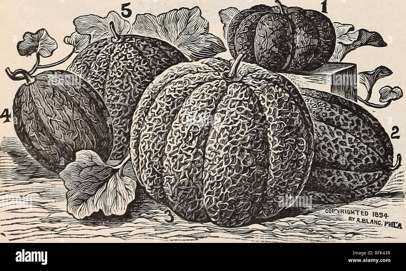 . Michell's de plus haute qualité. Pépinière en Pennsylvanie Philadelphie catalogues ; graines de fleurs, graines de légumes Catalogues Catalogues Catalogues ; fruits ; instruments agricoles Catalogues. Burgh- moules Poireaux Poireau Musselburgh grand géant. Poireau (Fr.). Une once à 100 pieds. Planter la graine en avril, dans un pied en dehors des exercices et un pouce de profondeur. Lorsque six ou huit pouces de haut, retirer les plantes pour sol riche et profond, les fixant dans les lignes 12 à 15 pouces à part dans les lignes ; plante aussi profond que possible, au cours de la croissance et attirer la terre à eux de faire blanchir les tiges. Une once produira environ deux thousa Banque D'Images
