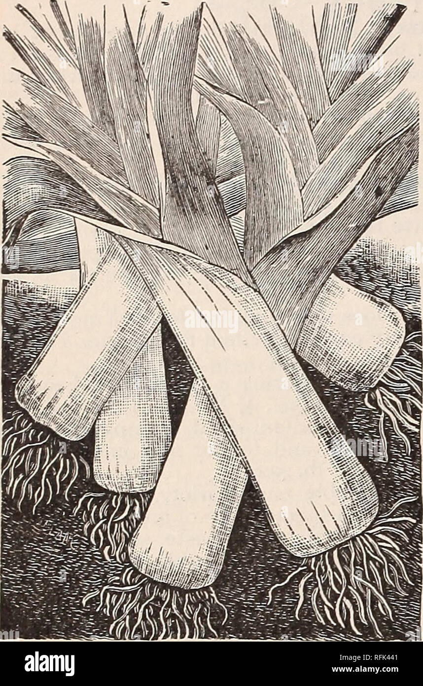 . Michell's de plus haute qualité. Pépinière en Pennsylvanie Philadelphie catalogues ; graines de fleurs, graines de légumes Catalogues Catalogues Catalogues ; fruits ; instruments agricoles Catalogues. MlGHELLS ^M catalogue de graines, etc. &gt ;. Burgh- moules Poireaux Poireau Musselburgh grand géant. Poireau (Fr.). Une once à 100 pieds. Planter la graine en avril, dans un pied en dehors des exercices et un pouce de profondeur. Lorsque six ou huit pouces de haut, retirer les plantes pour sol riche et profond, les fixant dans les lignes 12 à 15 pouces à part dans les lignes ; plante aussi profond que possible, au cours de la croissance et attirer la terre à eux de les blanchir stem Banque D'Images