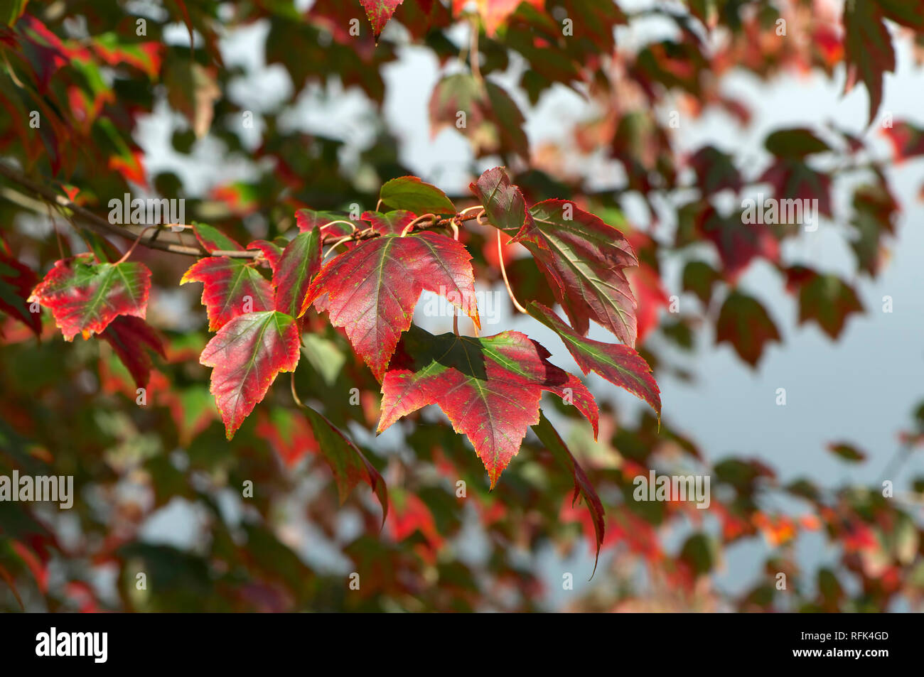 L'Érable rouge (Acer rubrum) laisse passe au rouge à l'automne. Banque D'Images