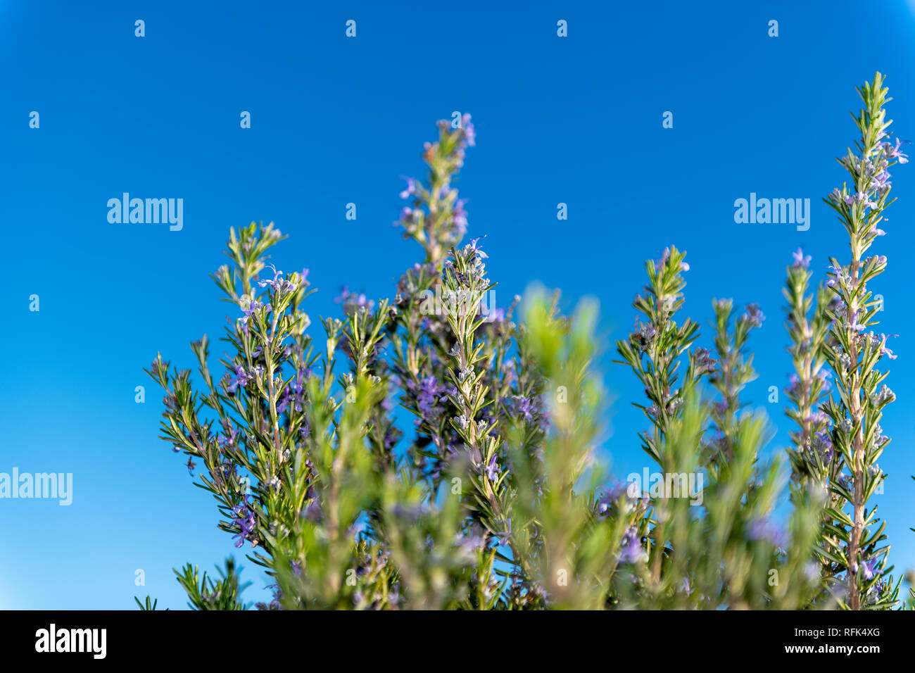 Le Romarin est une plante très riche en ingrédients actifs et a beaucoup de propriétés médicinales, entre autres, est antiseptique, antispasmodique, nettoyage ethnique, de l'estomac Banque D'Images