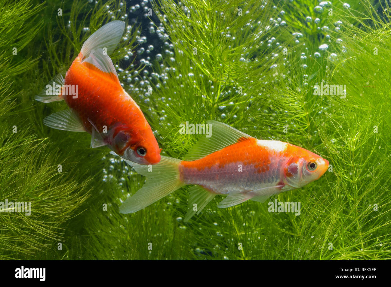 Koi de poissons de fond naturel avec Banque D'Images