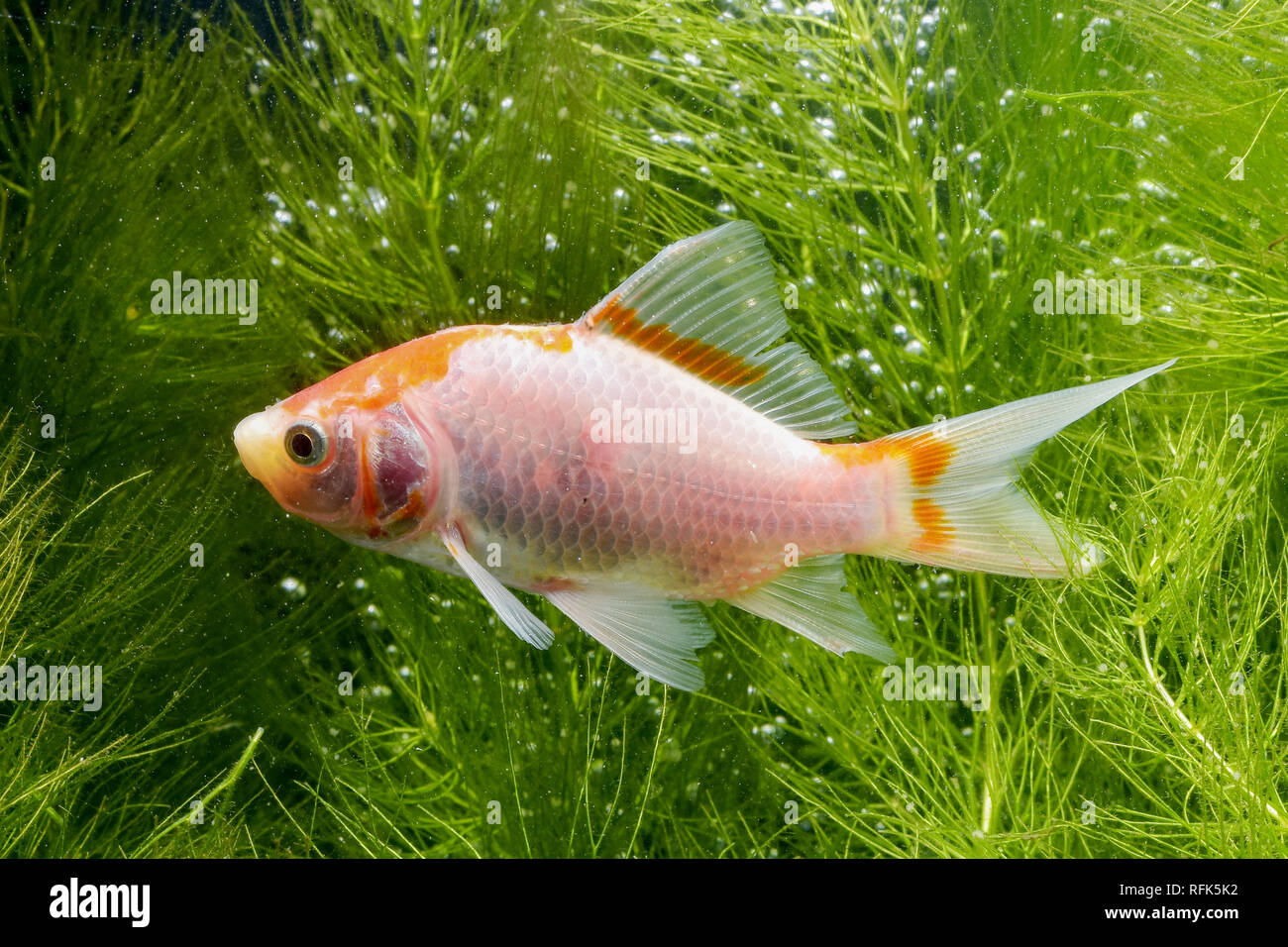 Koi de poissons de fond naturel avec Banque D'Images