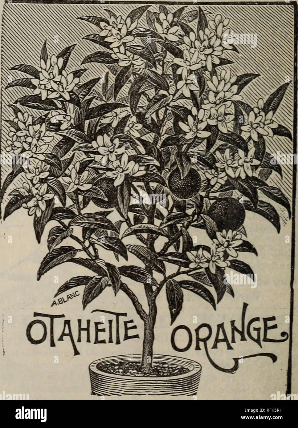 Le John A Doyle Company De Lohio De Pépinière