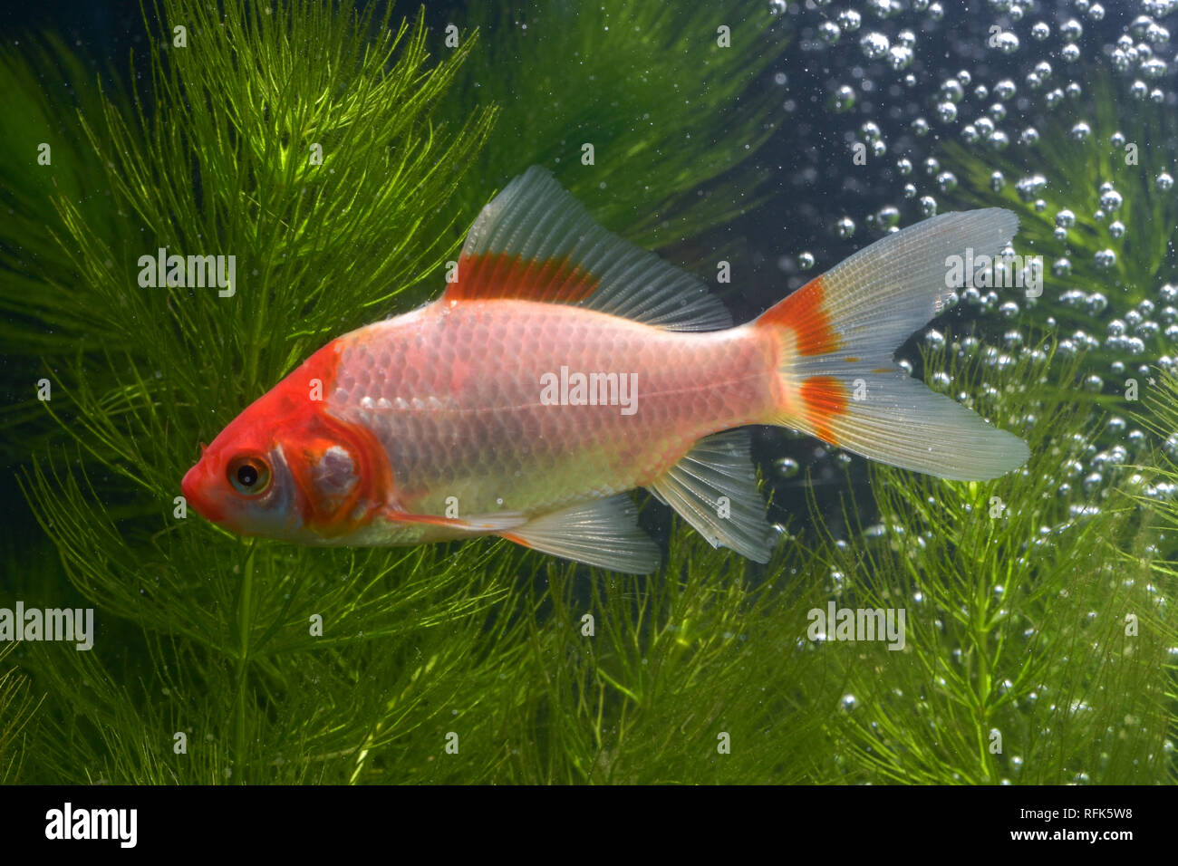 Koi de poissons de fond naturel avec Banque D'Images