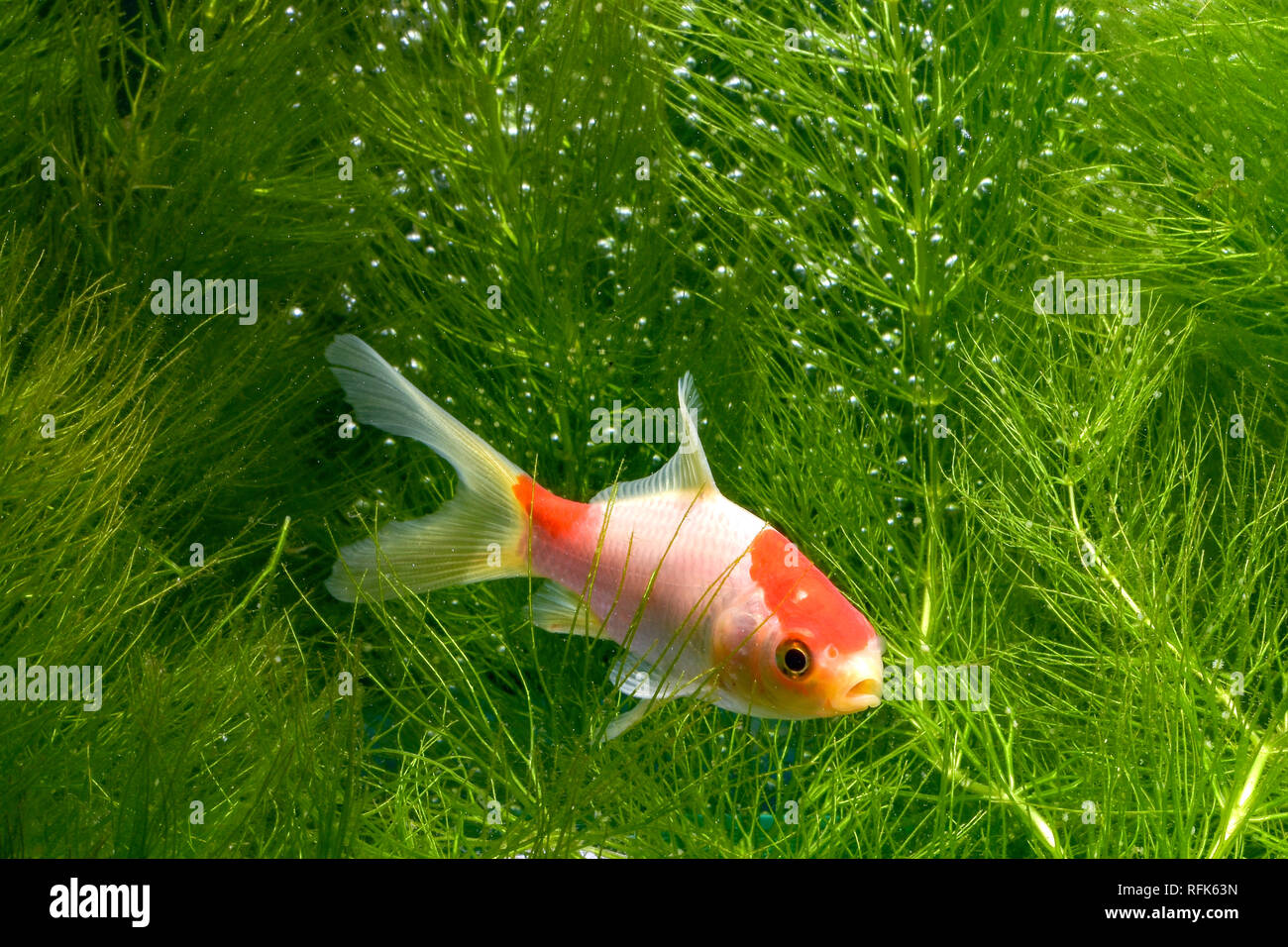 Koi de poissons de fond naturel avec Banque D'Images