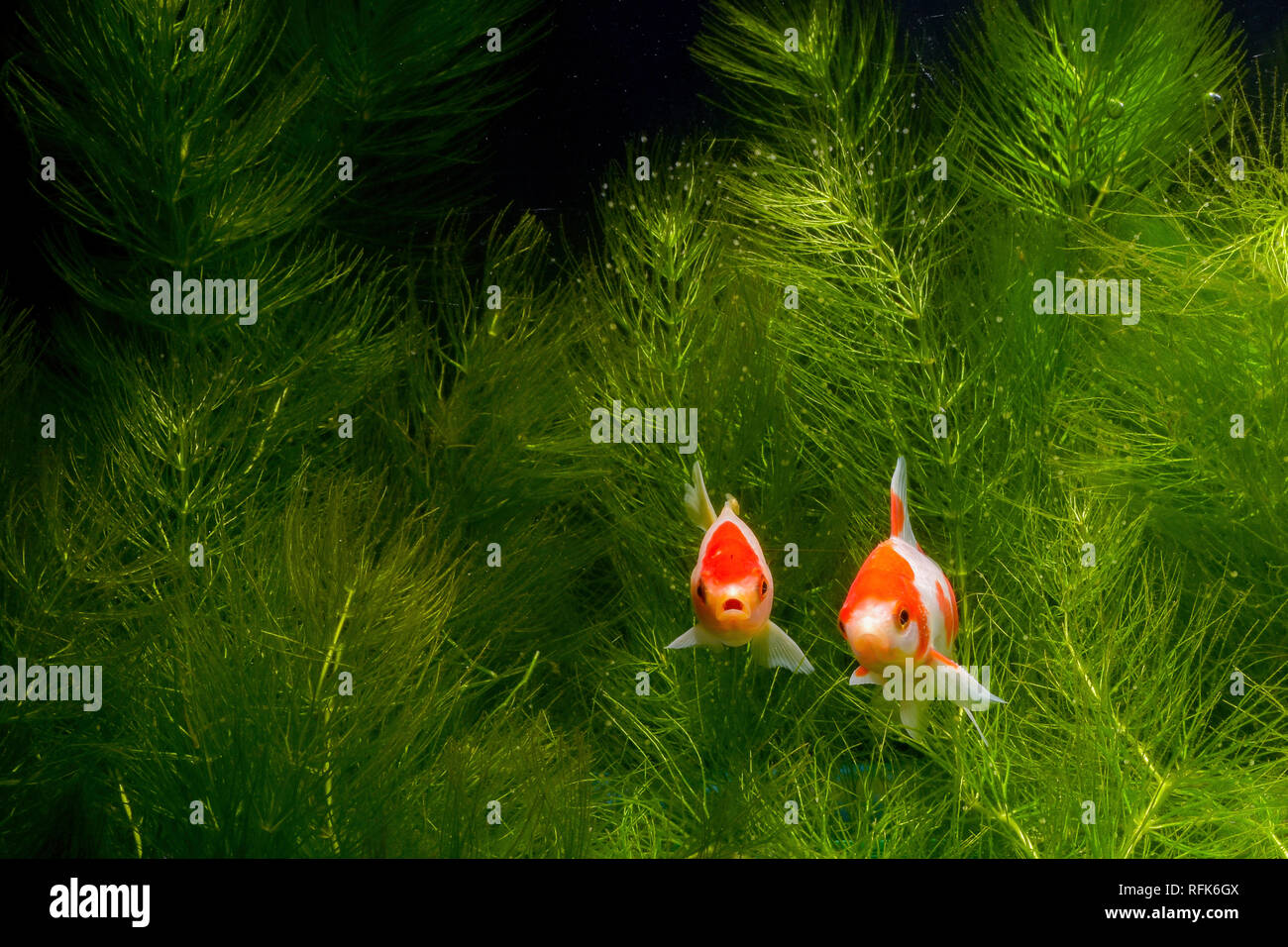 Koi de poissons de fond naturel avec Banque D'Images