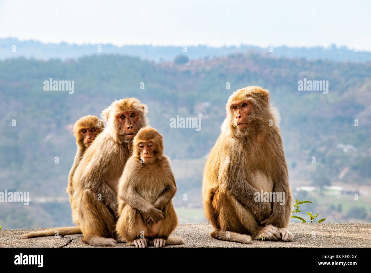 Famille de singes assis au bord de la route et d'attente pour un touriste de passer et leur donner de la nourriture. Banque D'Images
