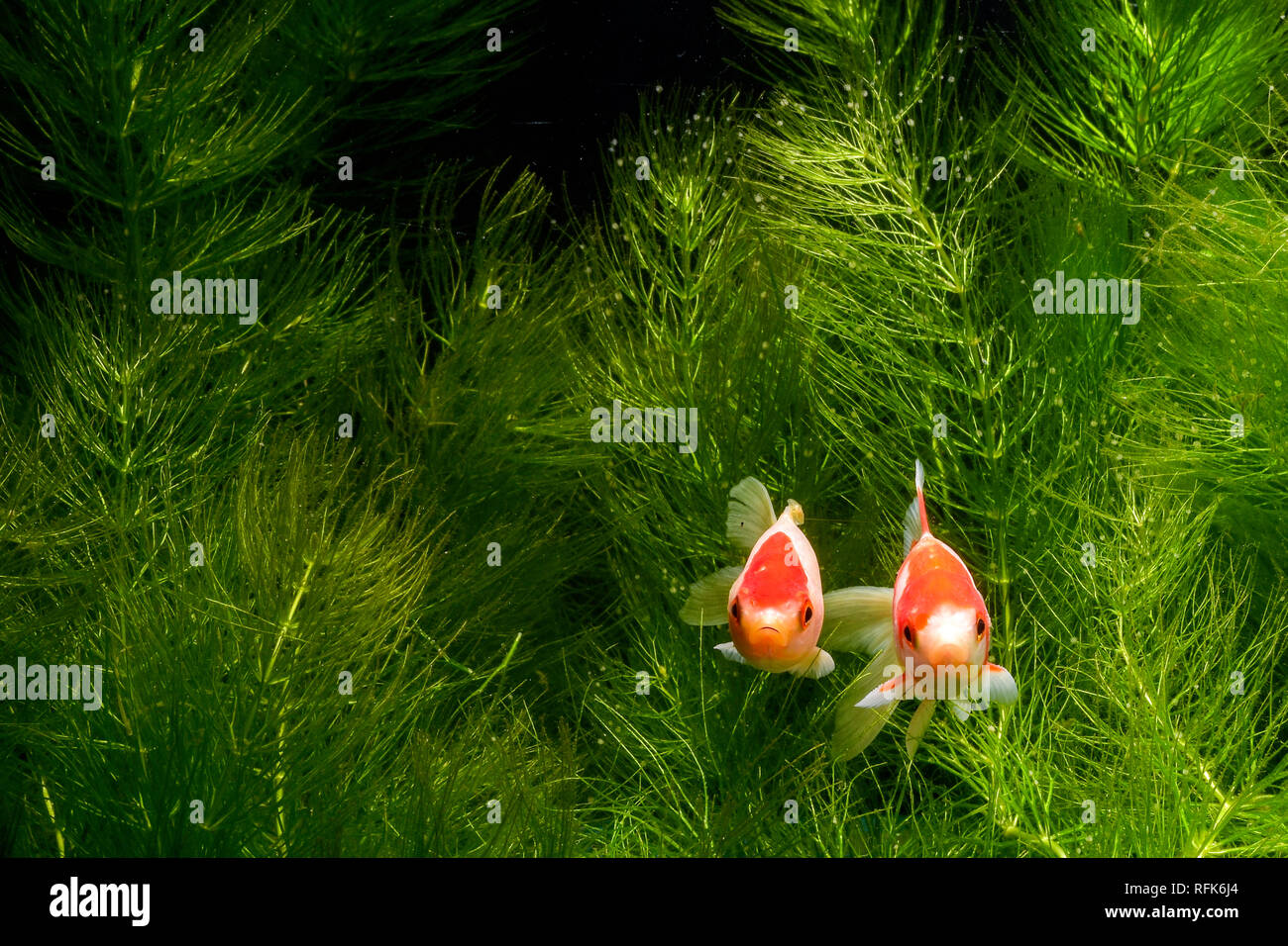 Koi de poissons de fond naturel avec Banque D'Images