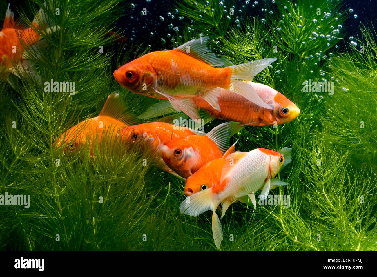 Koi de poissons de fond naturel avec Banque D'Images