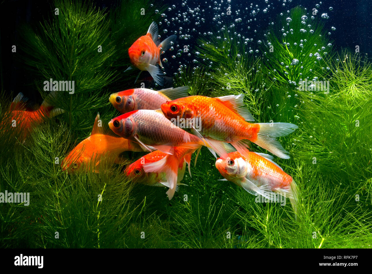 Koi de poissons de fond naturel avec Banque D'Images