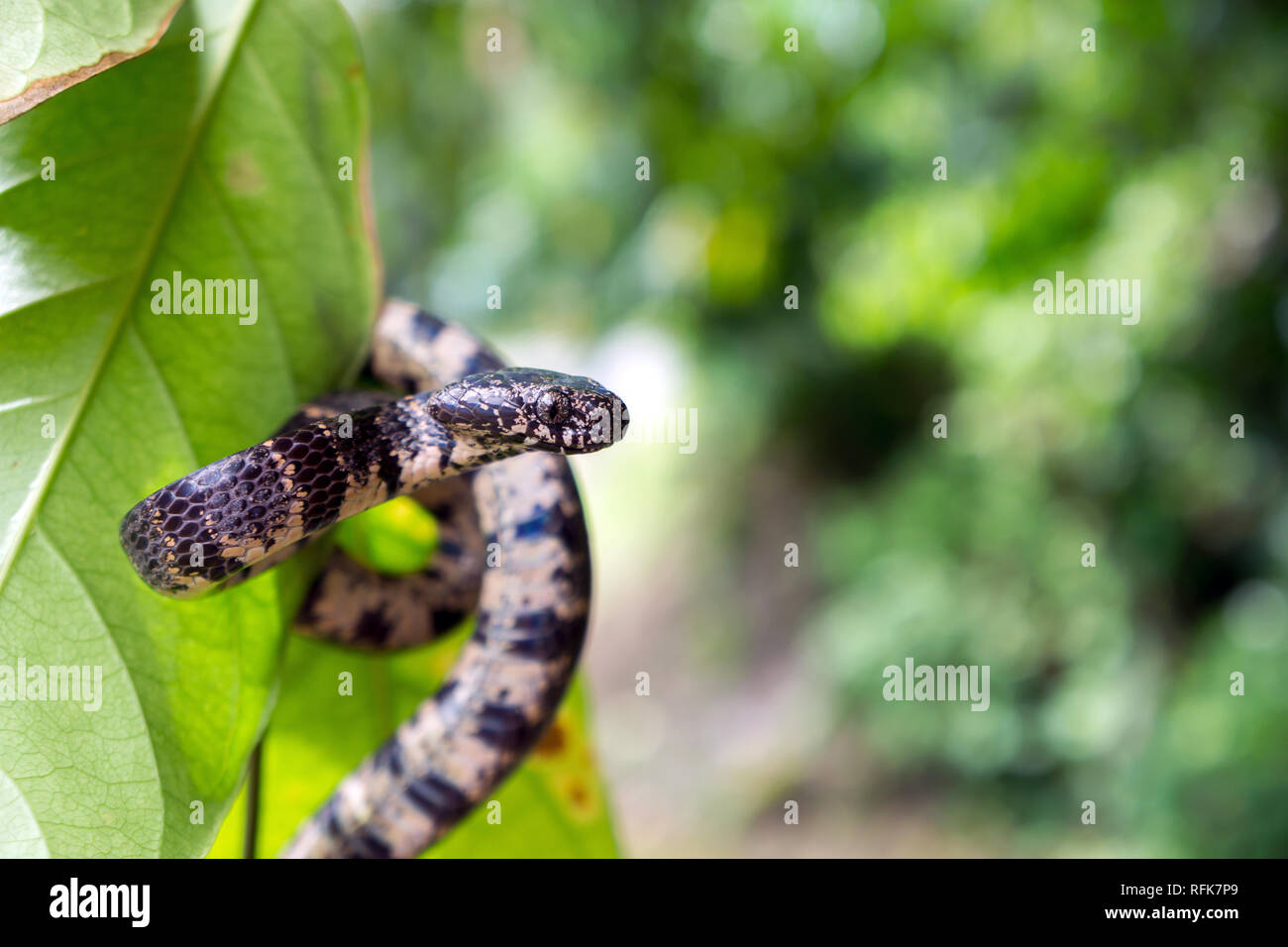 Escargot Serpent manger nuageux dans la faune sauvage (Sibon nebulatus) - dominical, Puntarenas, Costa Rica Banque D'Images