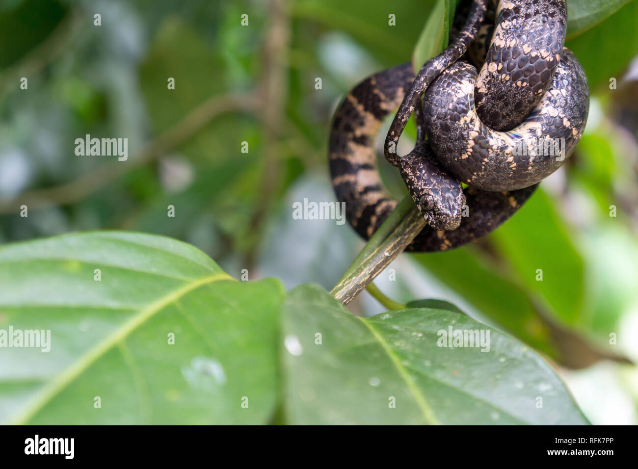 Serpent mangeur d'escargot nuageux - La faune du Costa Rica Banque D'Images