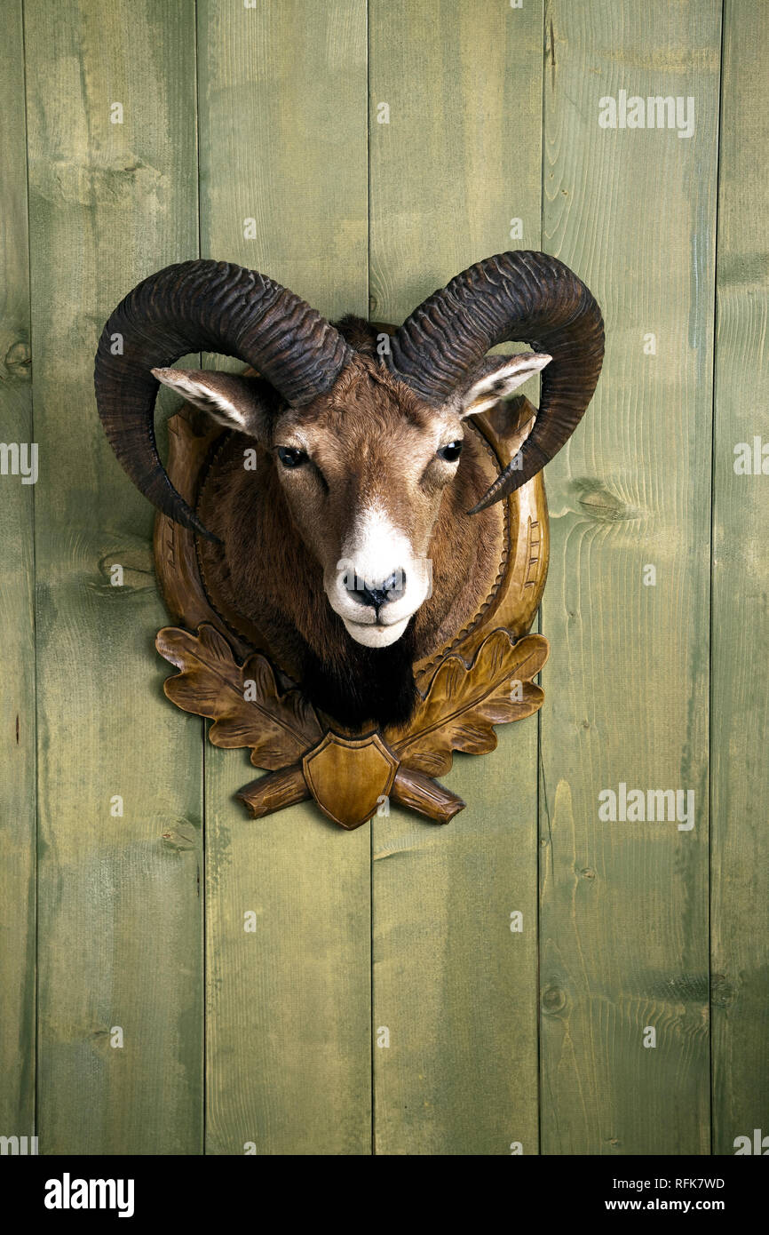 Préparé mouflon accrochée à un mur en bois Banque D'Images
