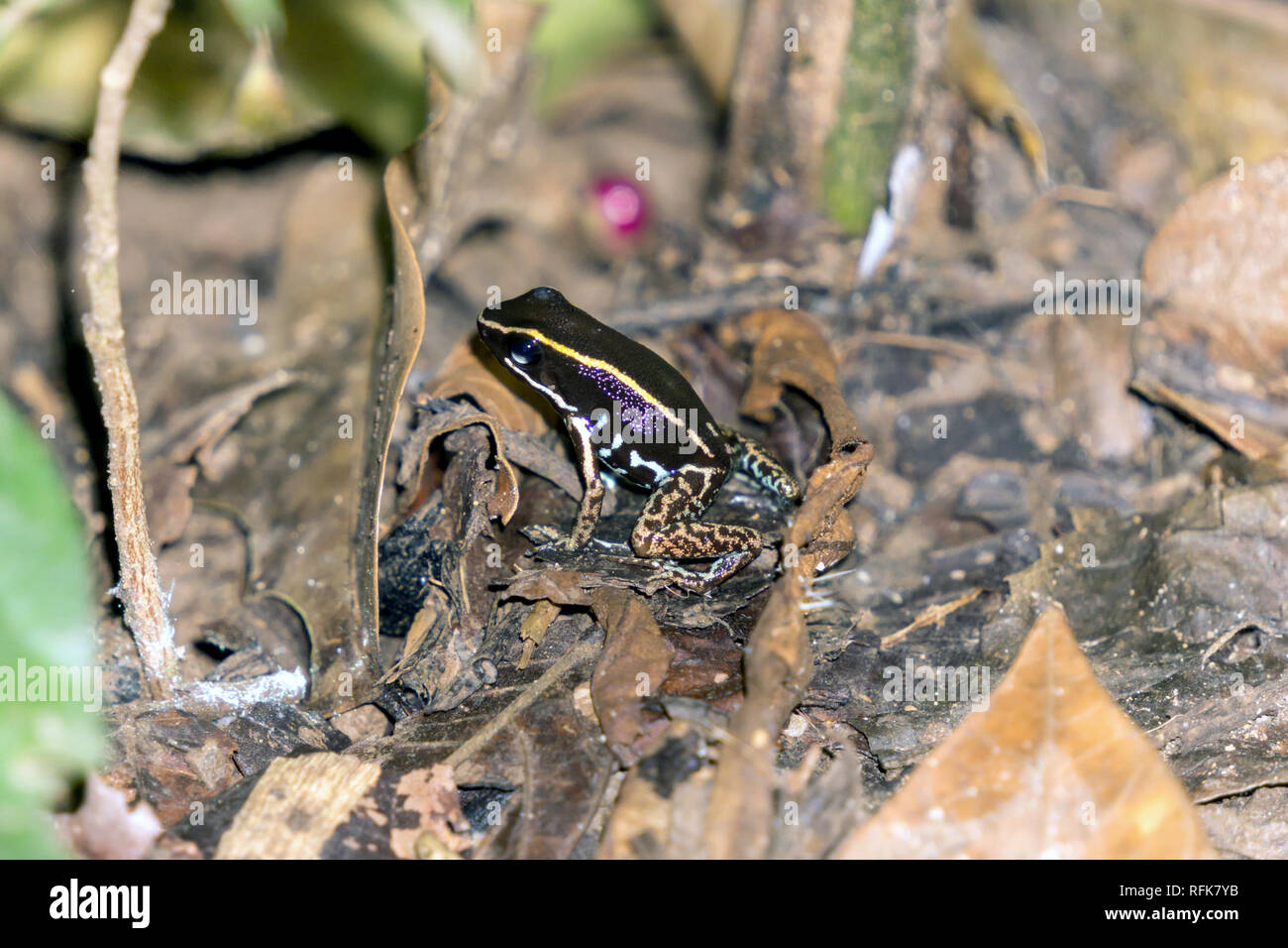 Striped Poison Dart Frog - La faune du Costa Rica Banque D'Images