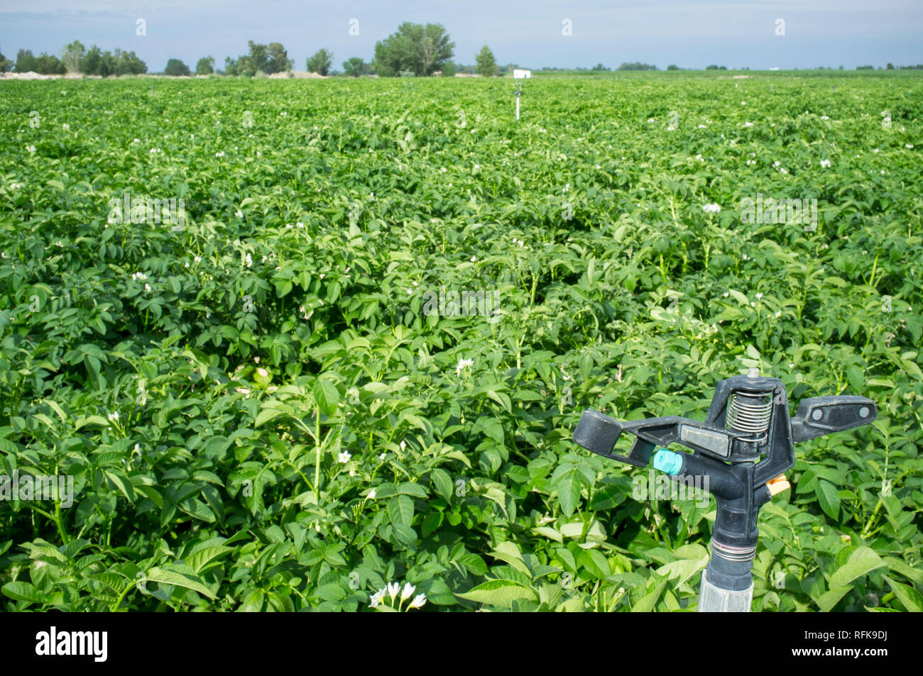 Champ de pommes de terre en fleurs. Pivot de l'eau arrêt sprinkleur à l'avant-garde. L'Estrémadure, Espagne Banque D'Images