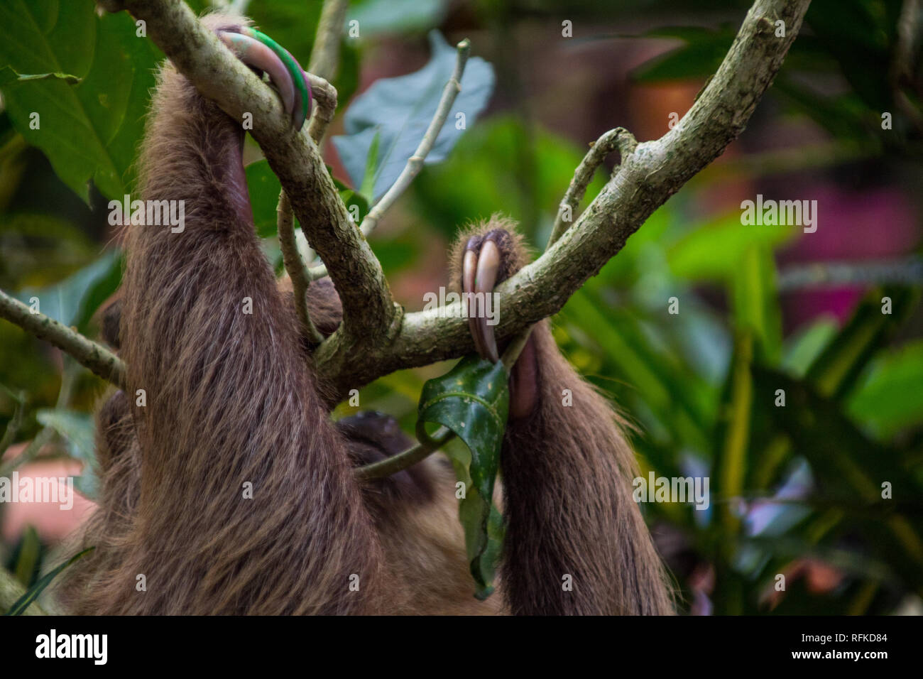 Une belle vue rapprochée des membres d'un paresseux accroché à un arbre. Les griffes de l'animal sont marqués pour l'identification Banque D'Images