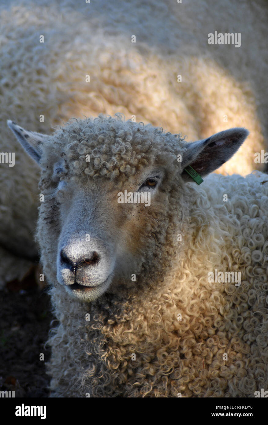 Cotswold mouton à Cotswold Farm Park, Nr Guiting Power, Gloucestershire, Angleterre Banque D'Images