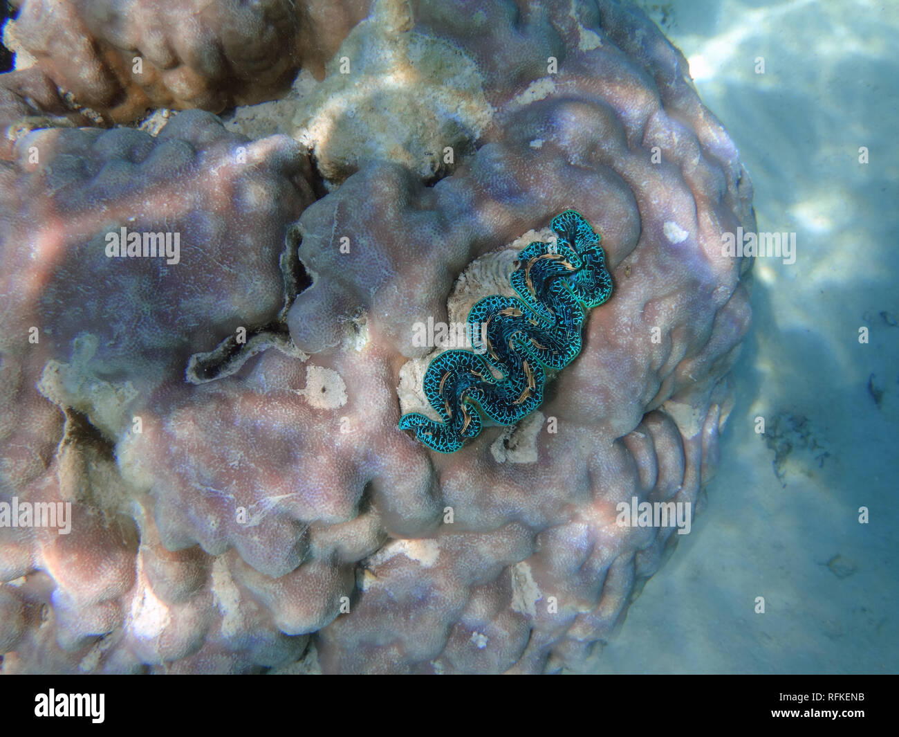 Vue sous-marine d'un bénitier (Tridacna gigas) avec les lèvres bleues dans le lagon de Bora Bora, Polynésie Française Banque D'Images
