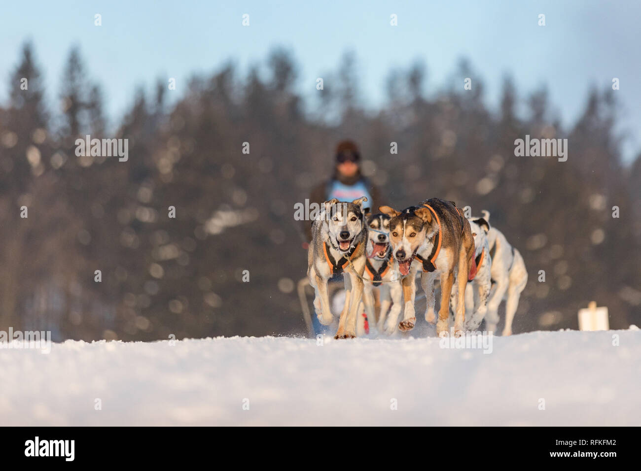 Une équipe de quatre chiens de traîneau Husky s'exécutant sur un chemin désert enneigé. Traîneau à chiens en hiver nature tchèque. Chiens Husky dans une équipe de winte Banque D'Images