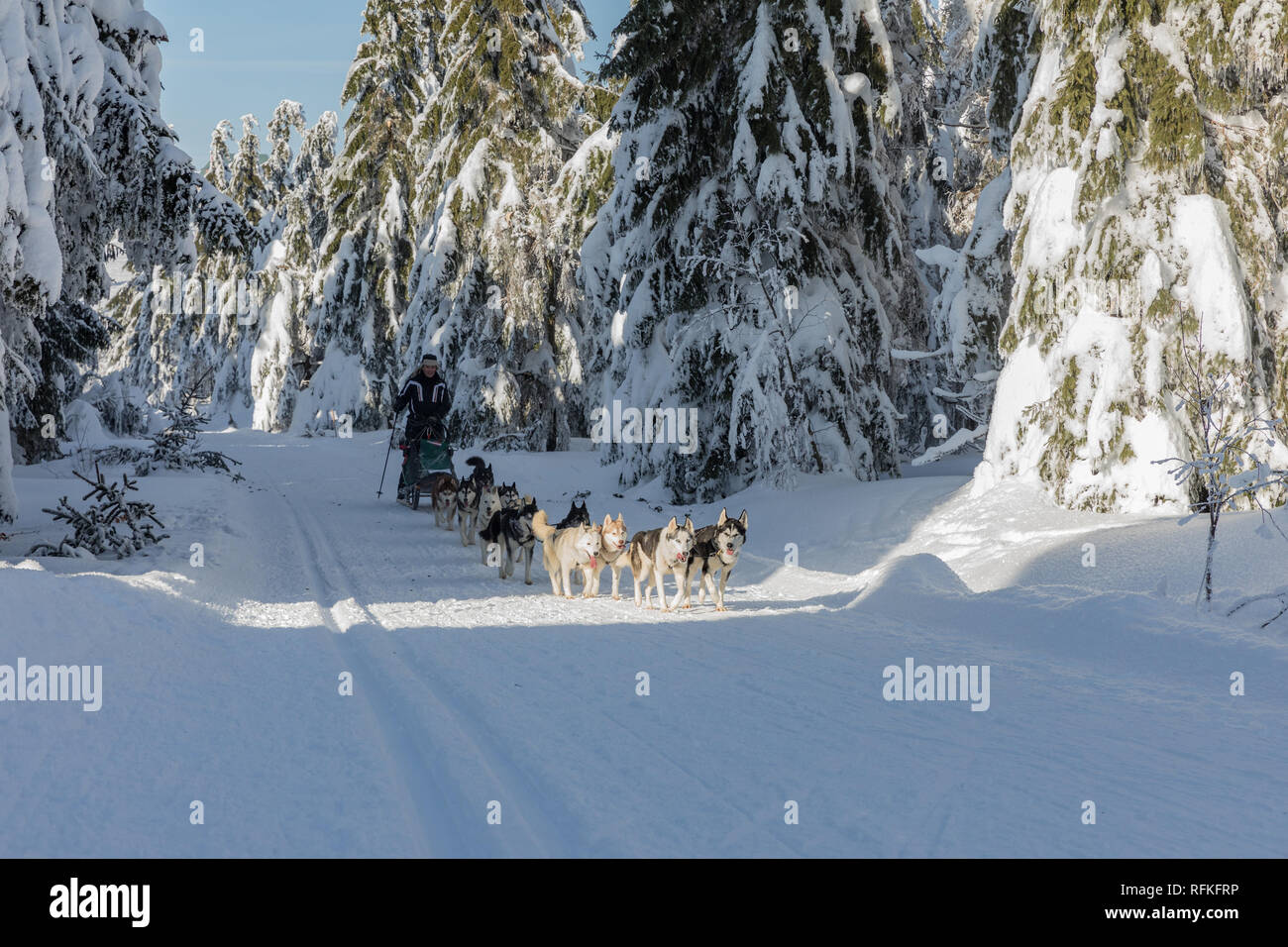 Montagnes Orlicke journée ensoleillée en hiver, en République tchèque. Les arbres couverts de neige. Banque D'Images
